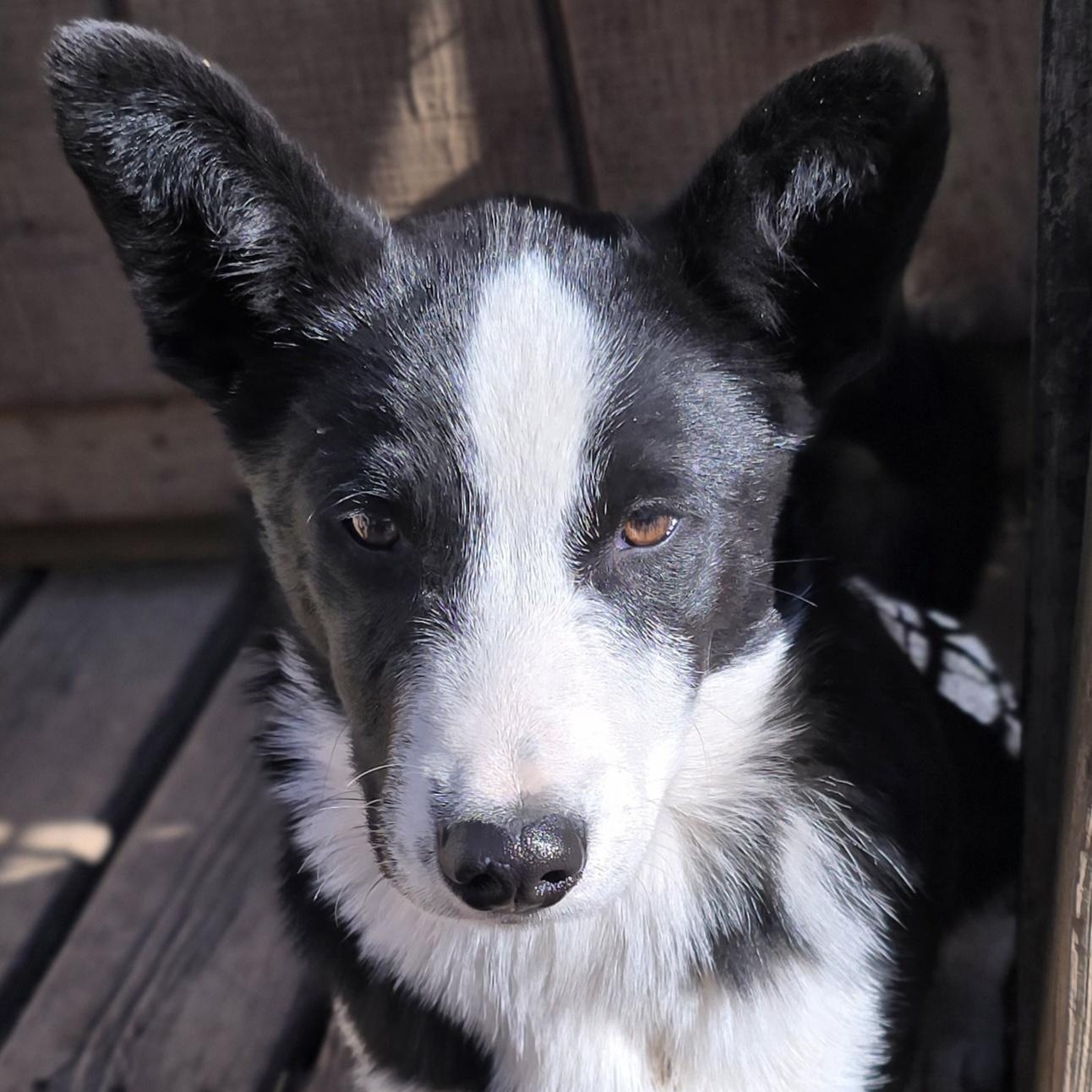 Reginald, a Adoptable mixed breed image 3/6