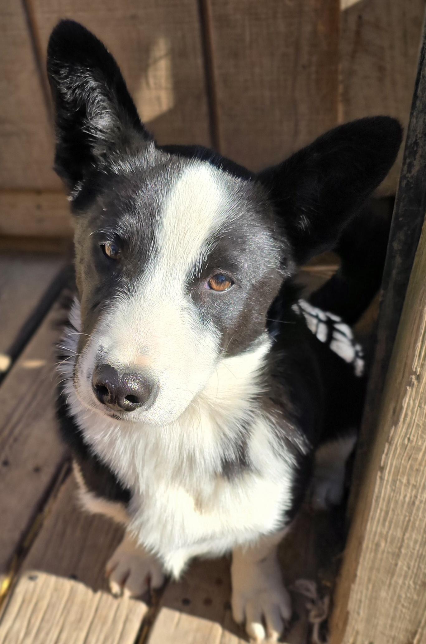 Reginald, Adoptable, Young Male Corgi & Shiba Inu.