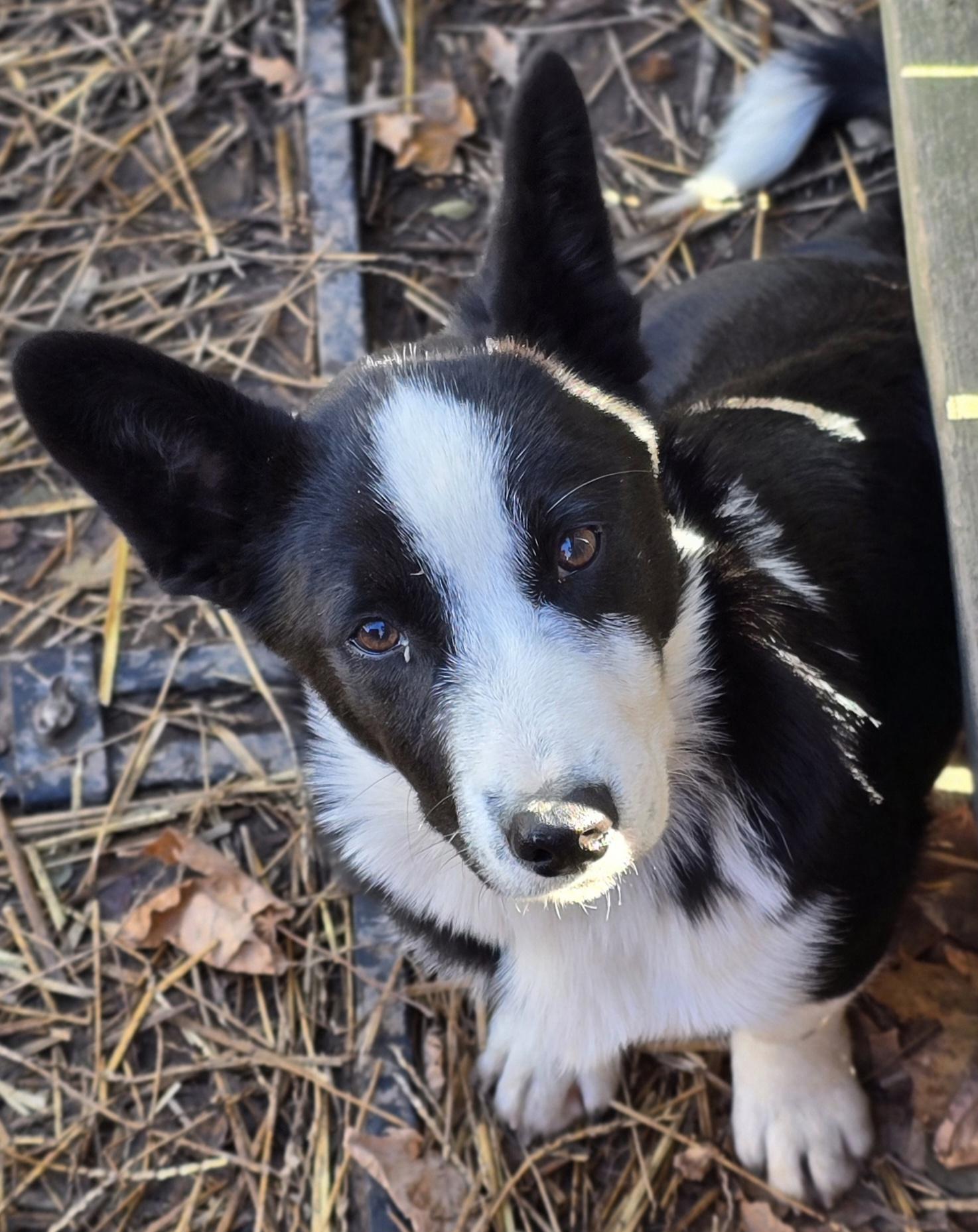 Reginald thumbnail 4