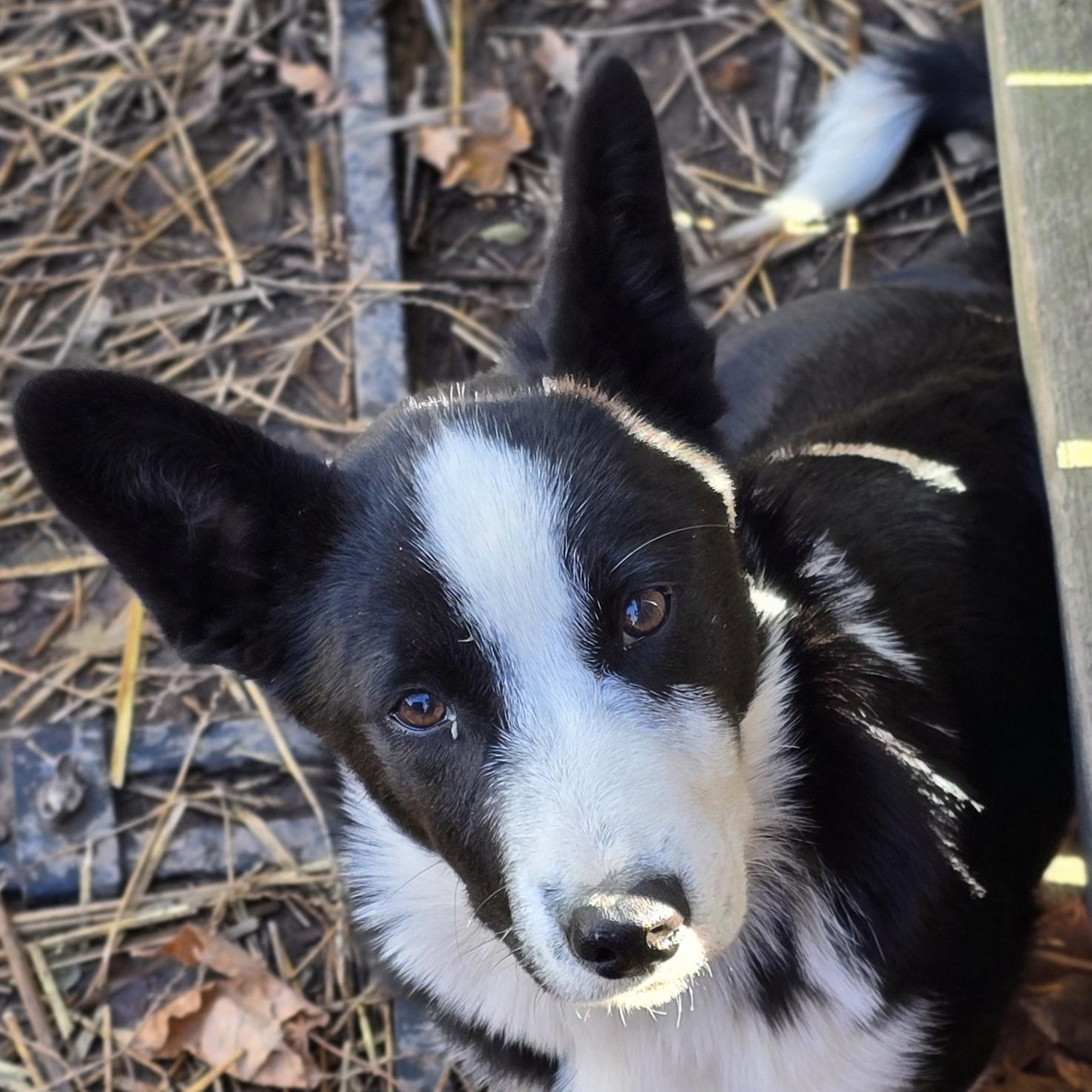 Reginald, a Adoptable mixed breed image 4/6