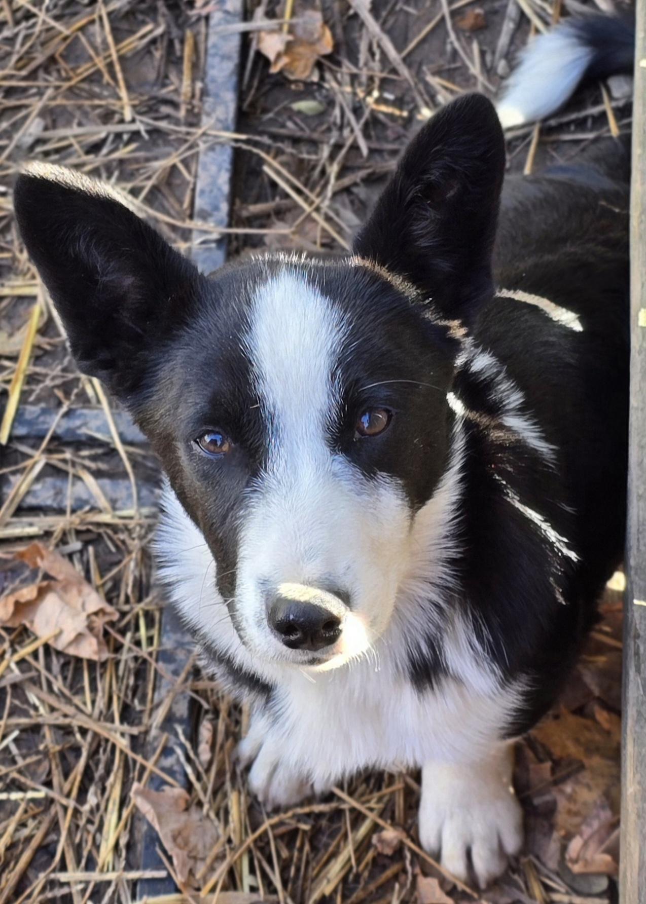 Reginald thumbnail 5