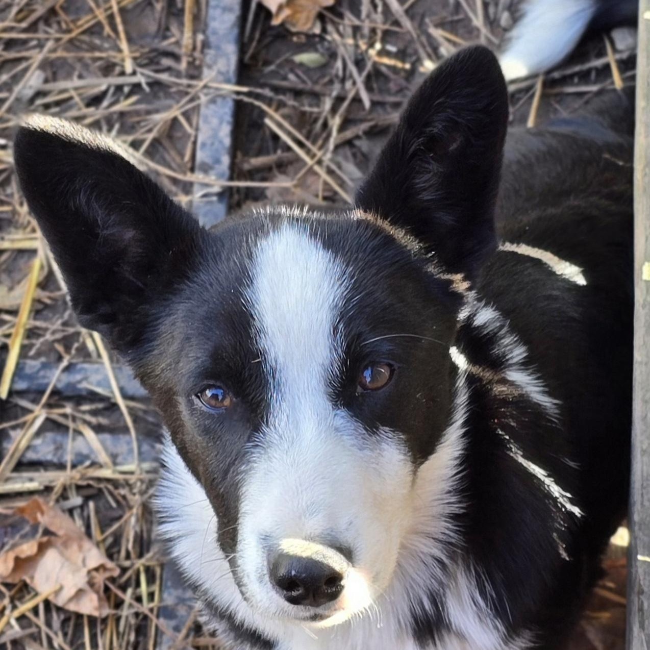 Reginald, a Adoptable mixed breed image 5/6