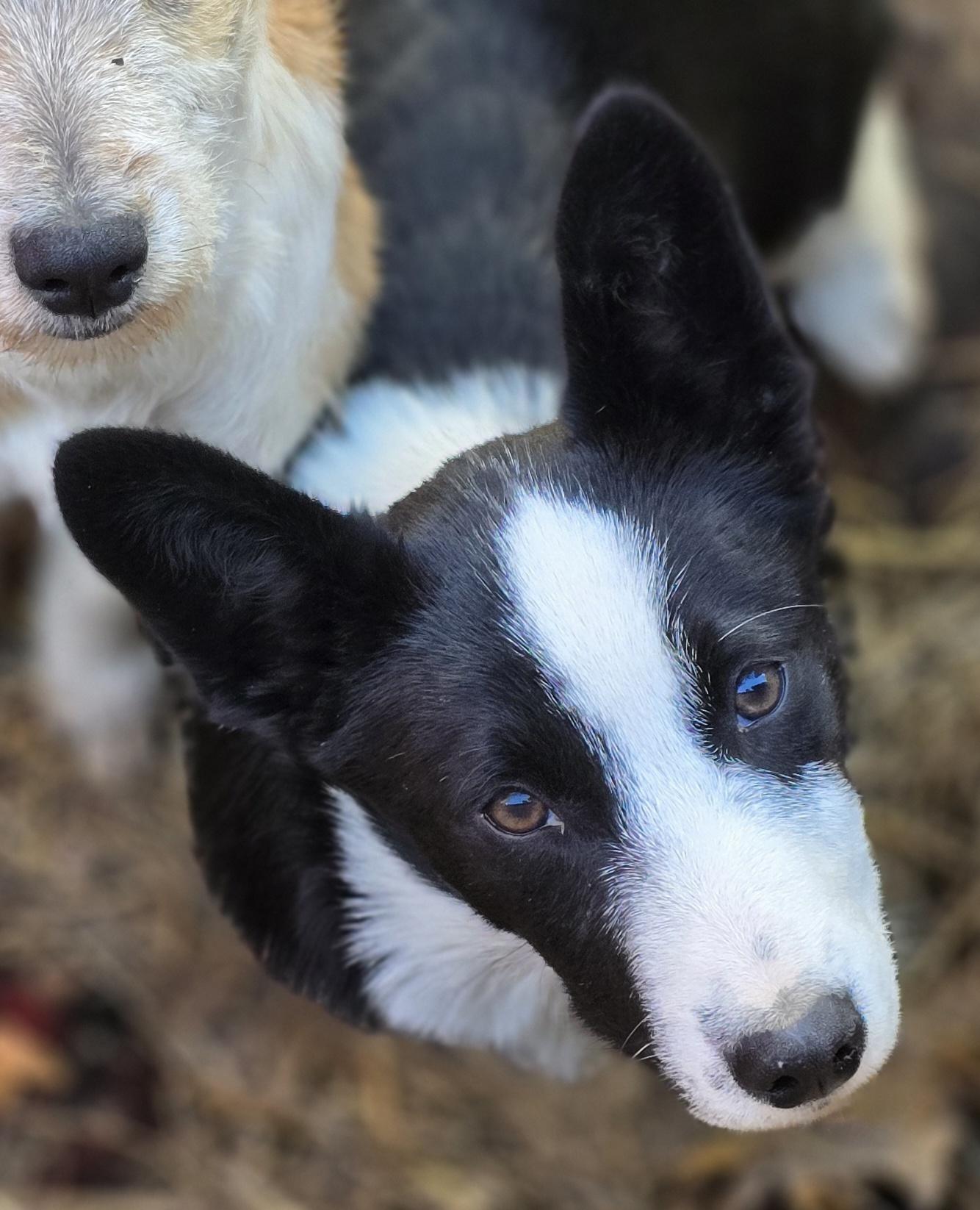 Reginald thumbnail 6