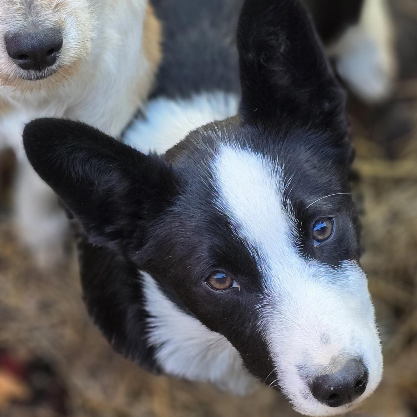 Reginald, a Adoptable mixed breed image 6/6
