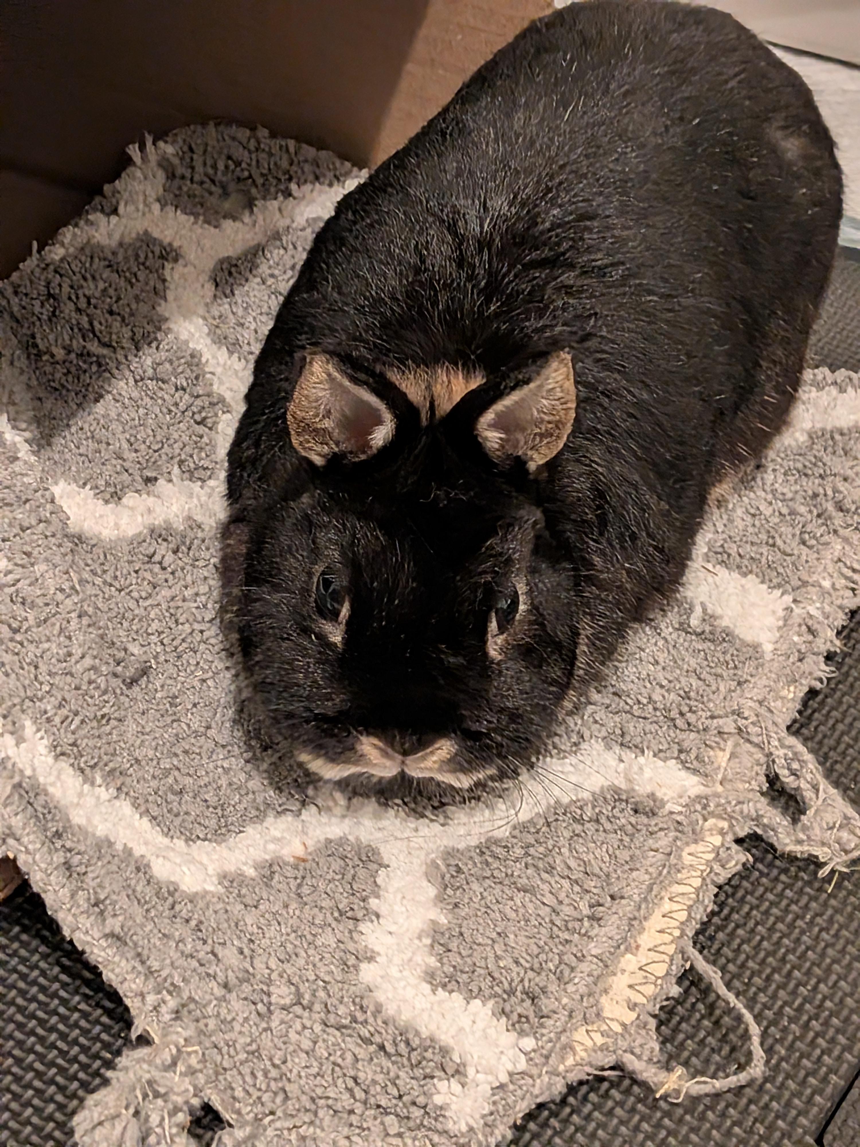 Roxy, Adoptable, Adult Female Netherland Dwarf.