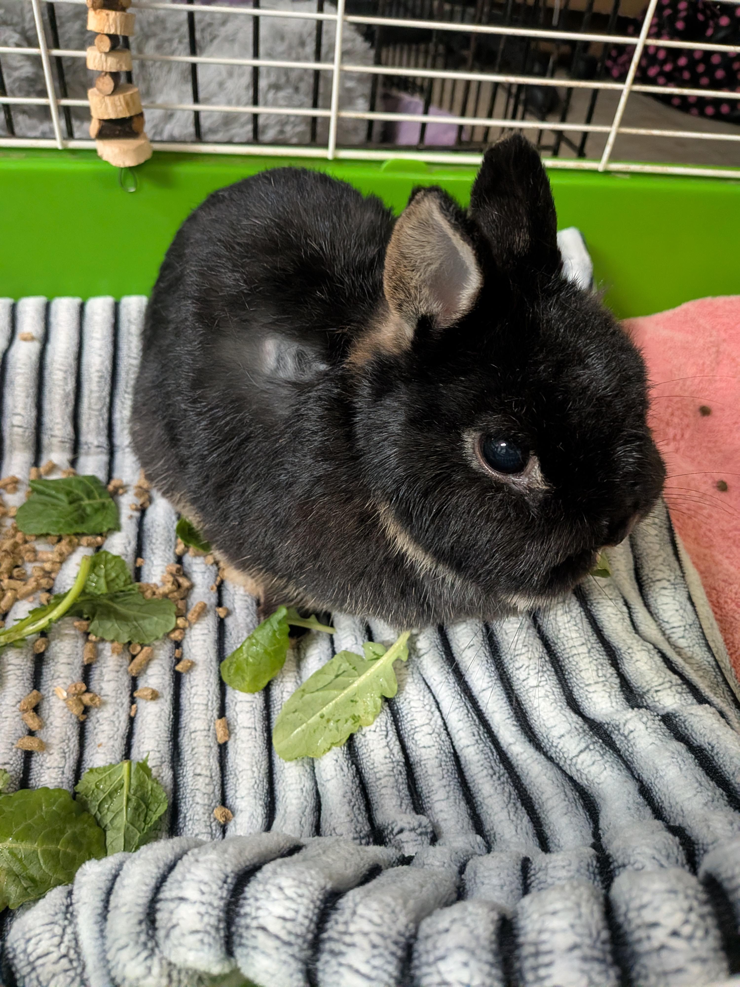 Enlarge Roxy, a Adoptable Netherland Dwarf in Grand Rapids, MI image 2/4