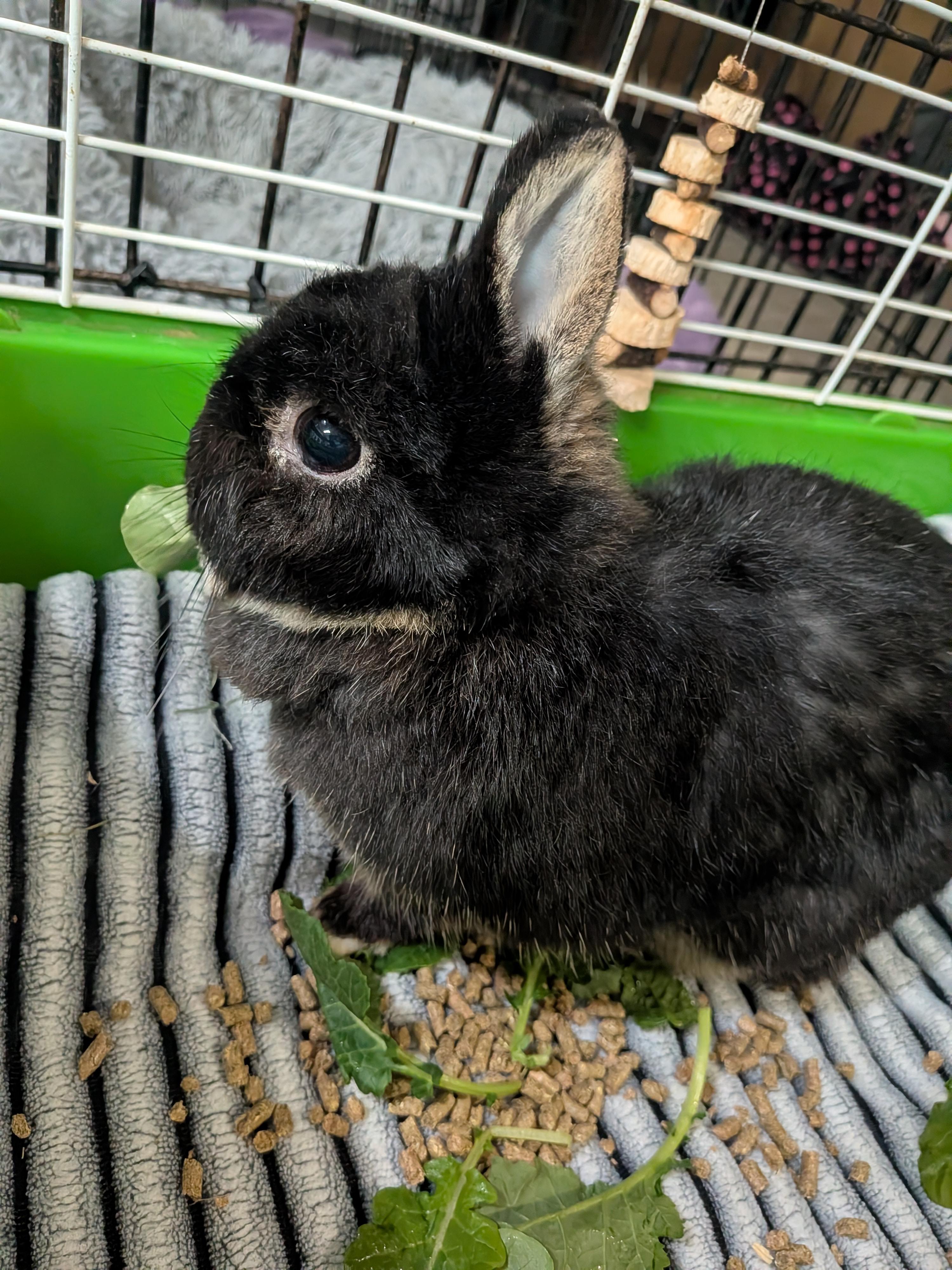 Enlarge Roxy, a Adoptable Netherland Dwarf in Grand Rapids, MI image 3/4
