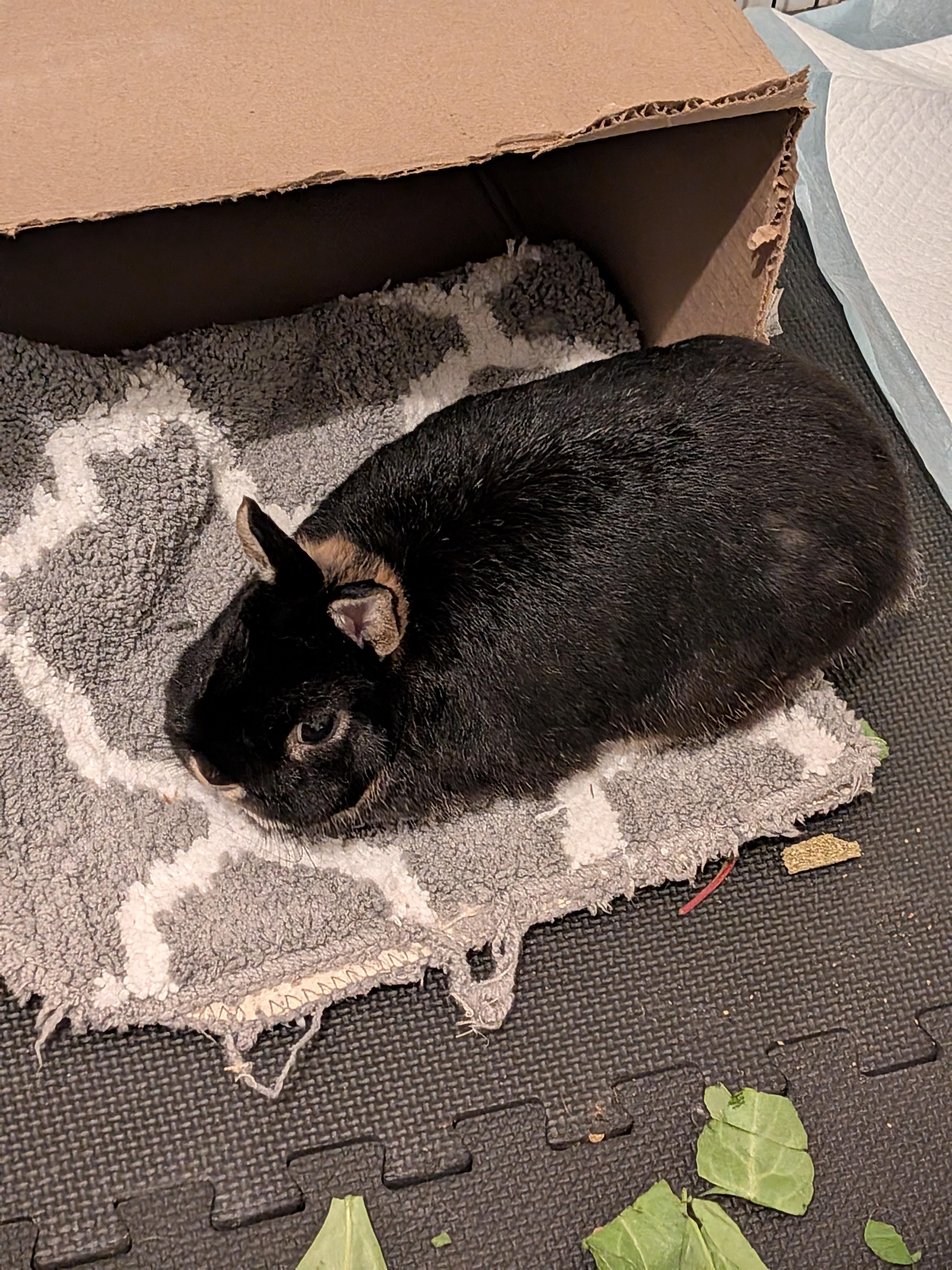 Enlarge Roxy, a Adoptable Netherland Dwarf in Grand Rapids, MI image 4/4