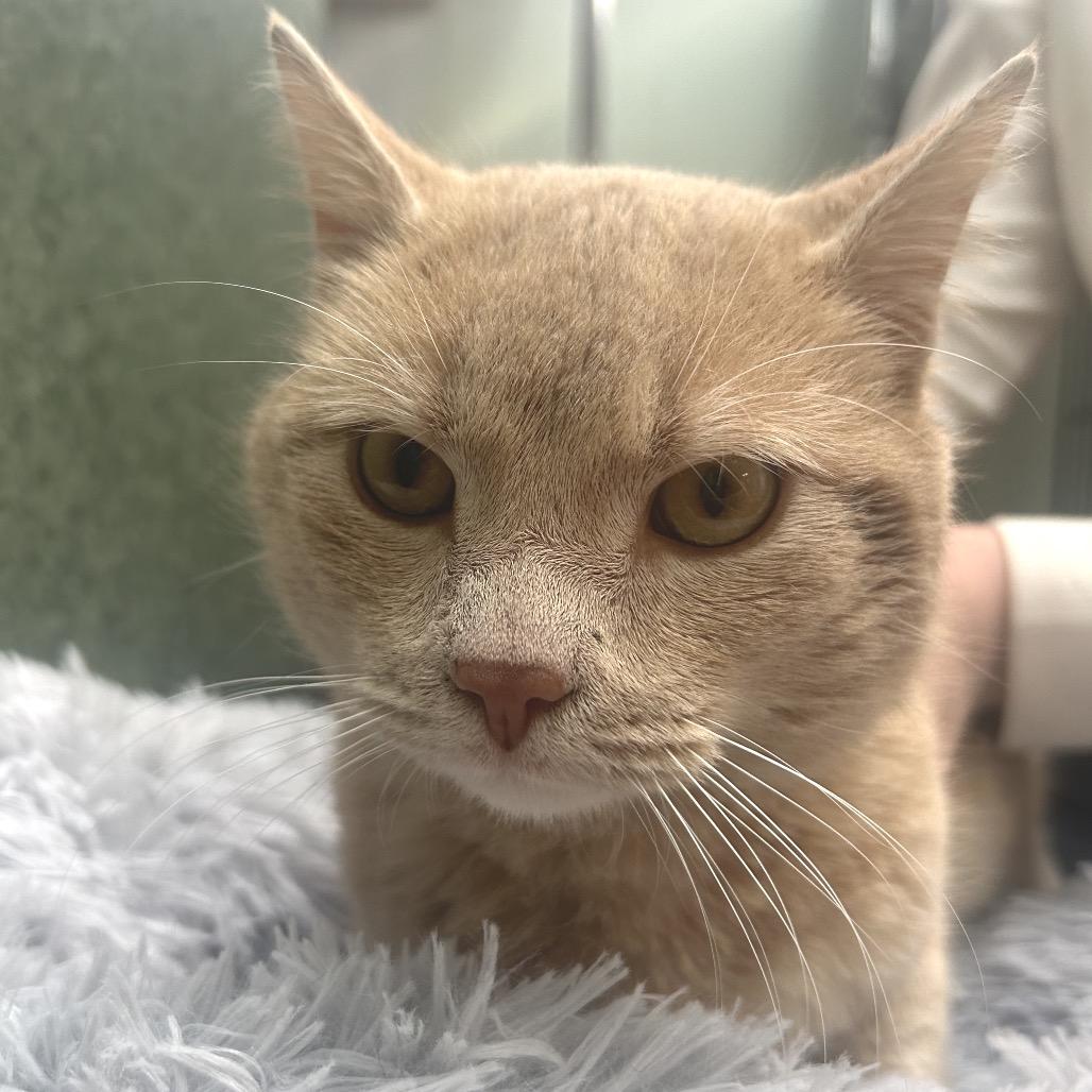 CJ, Adoptable, Adult Male Domestic Short Hair.