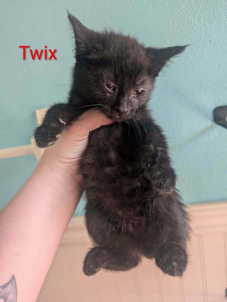 Enlarge Twix.  K-506, a Adoptable Domestic Short Hair in Metamora, IL image 1/1