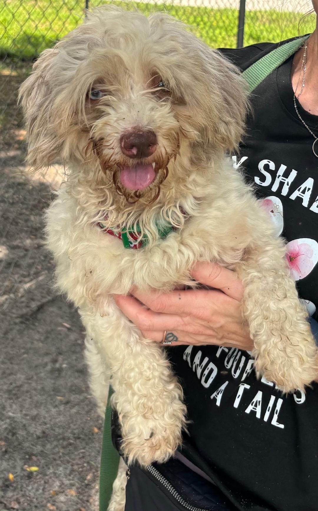 Anaklin, Adoptable, Young Male Cavapoo.