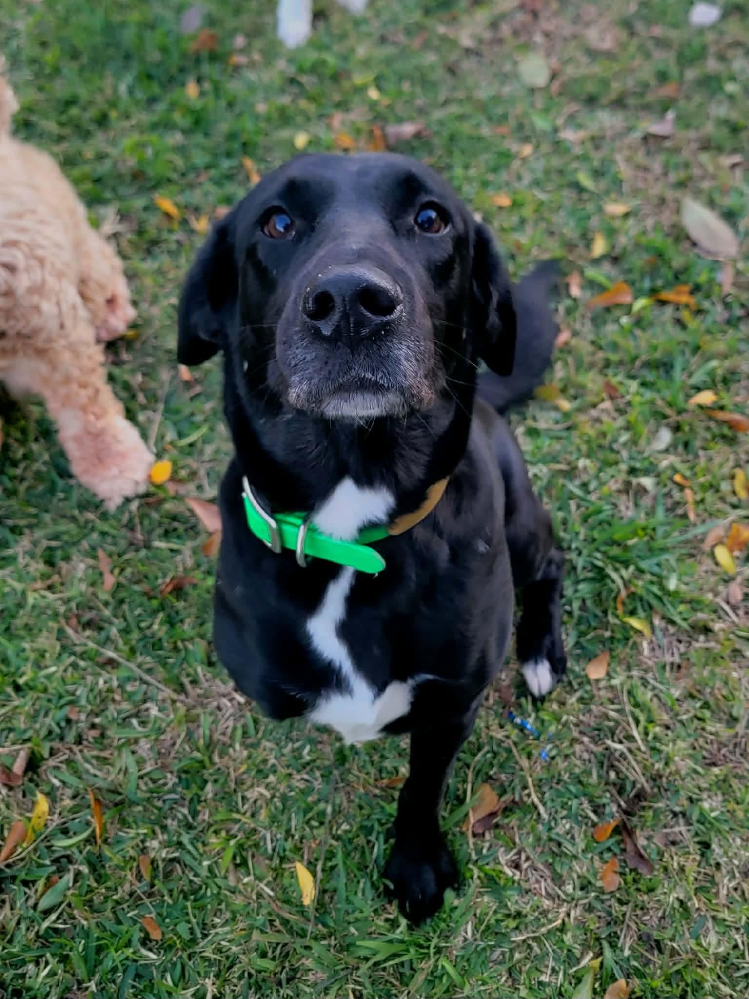 Enlarge Zita , a ADOPTABLE Black Labrador Retriever in Warrenton, VA image 3/3