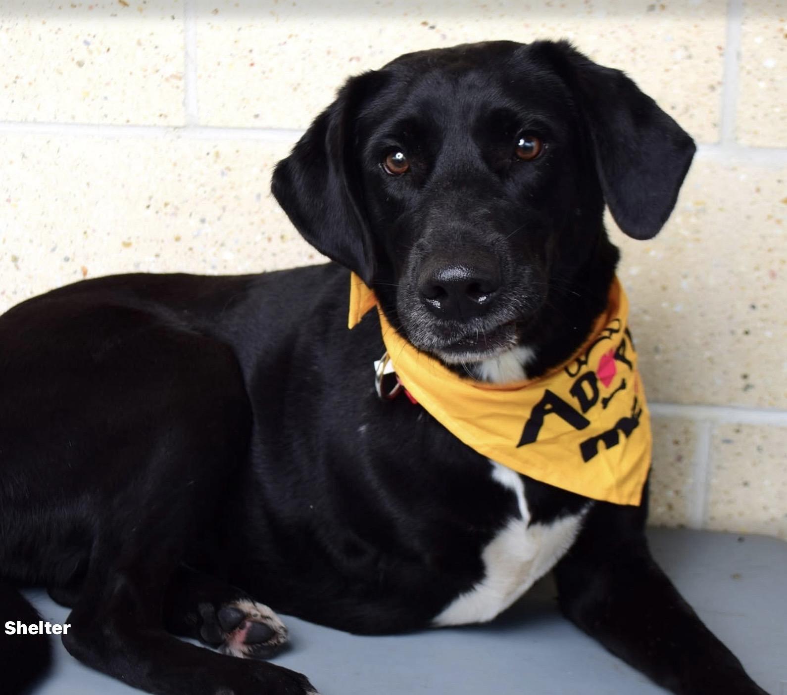 Enlarge Zita , a ADOPTABLE Black Labrador Retriever in Warrenton, VA image 1/3