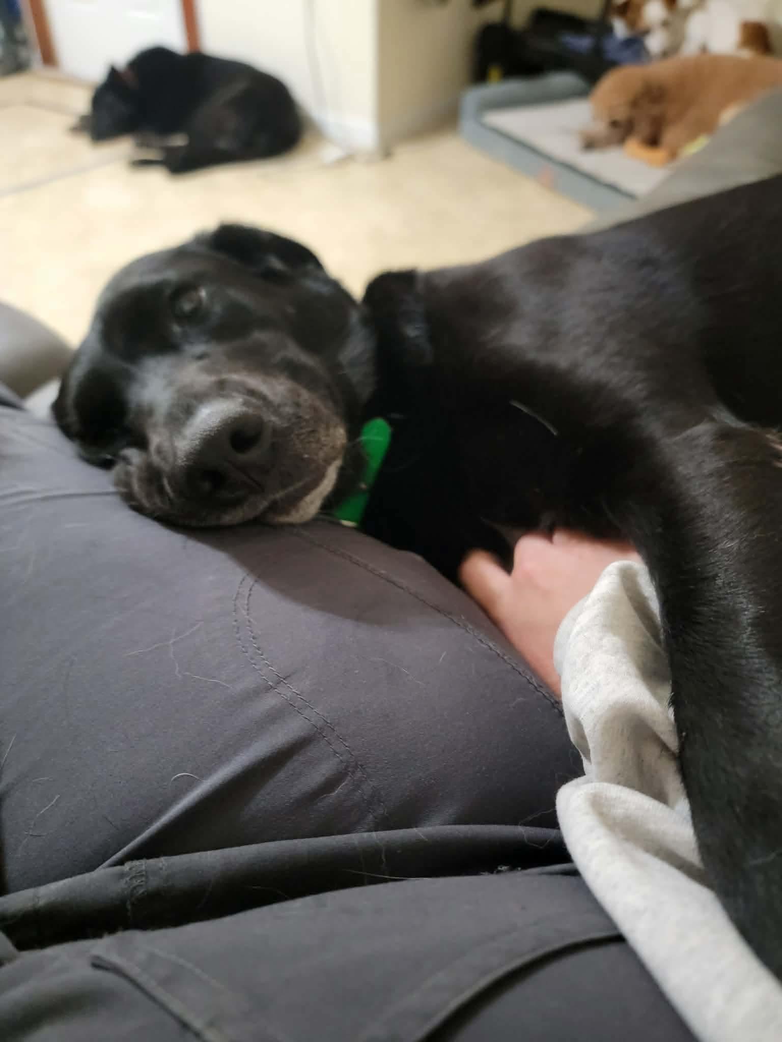 Enlarge Zita , a ADOPTABLE Black Labrador Retriever in Warrenton, VA image 2/3