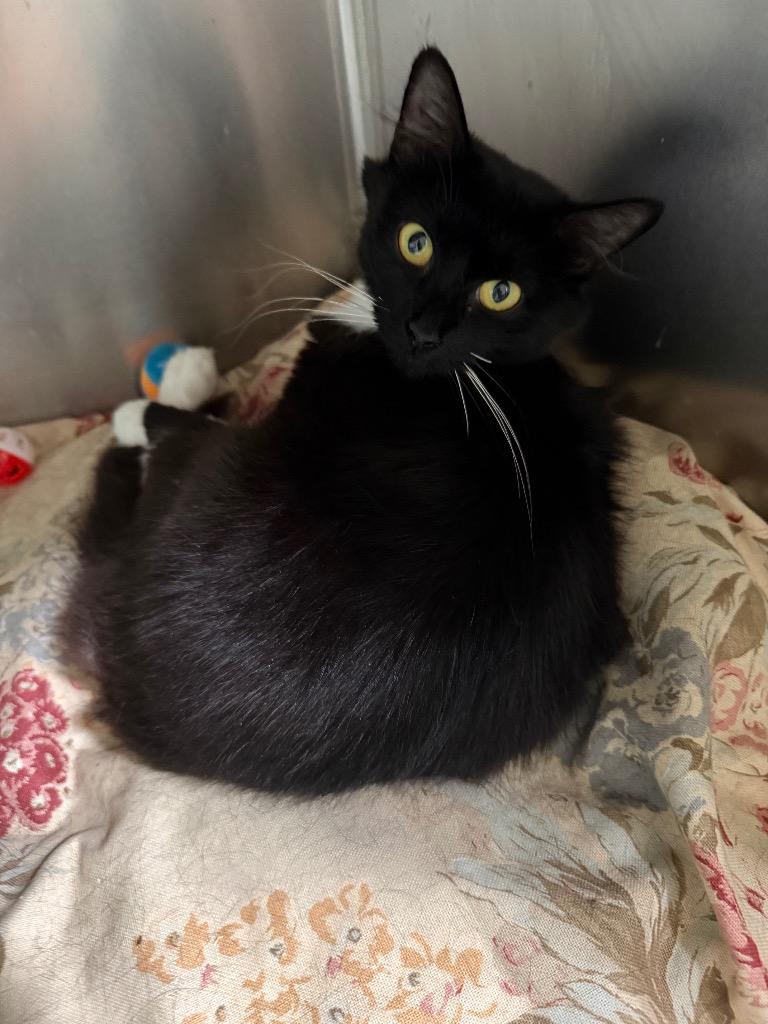 Sharon, Adopted, Young Female Domestic Short Hair.