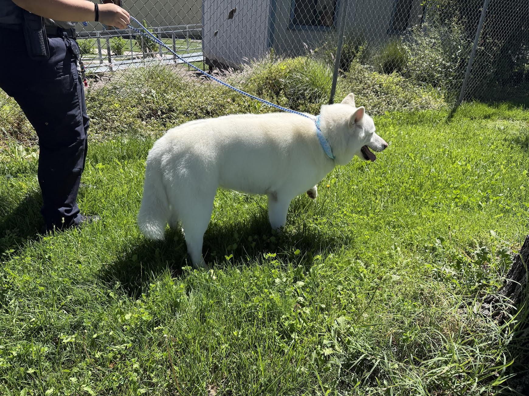 Enlarge Pearl, an adoptable Husky in Oakdale, CA image 2/2