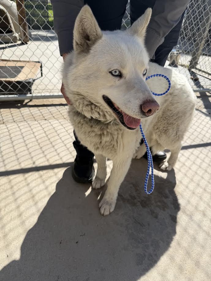 Enlarge Pearl, a ADOPTABLE Husky in Oakdale, CA image 1/1