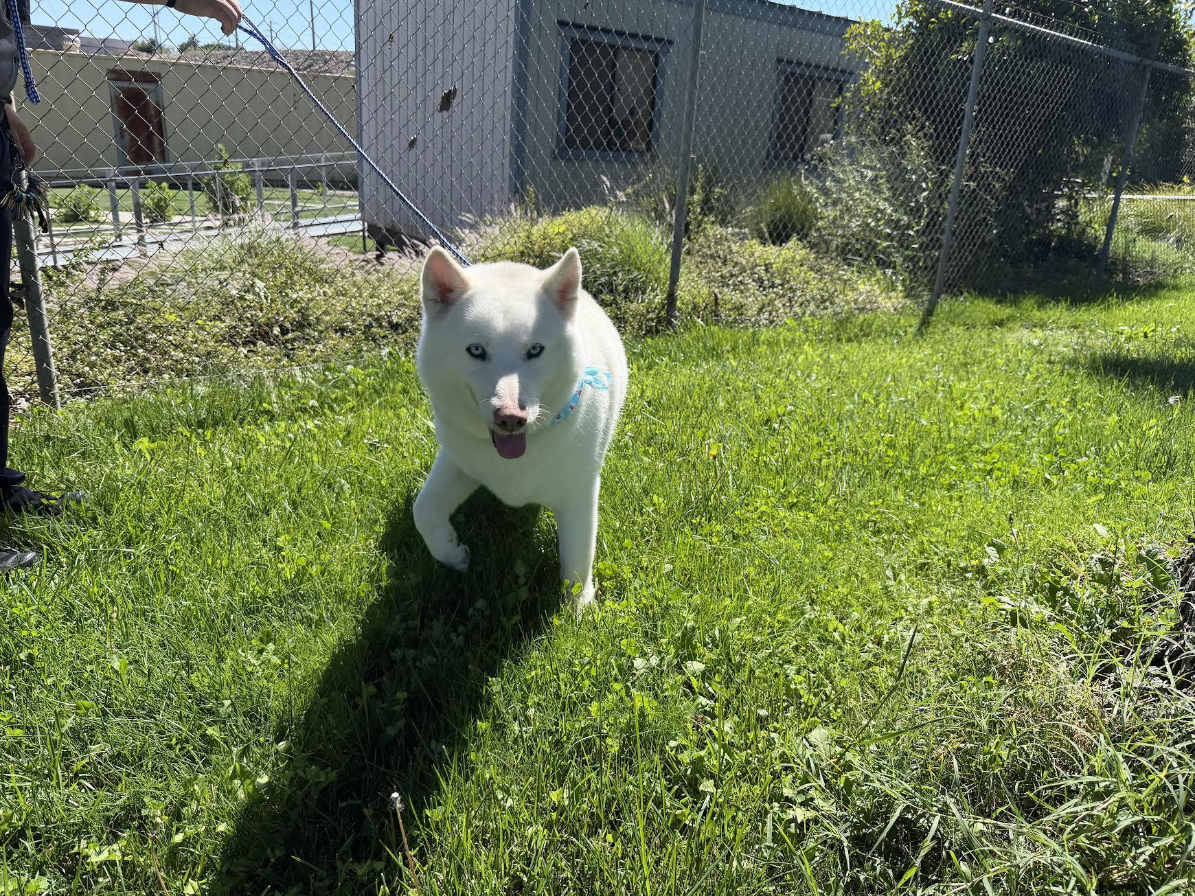 Pearl, adoptable, Adult Female Husky.