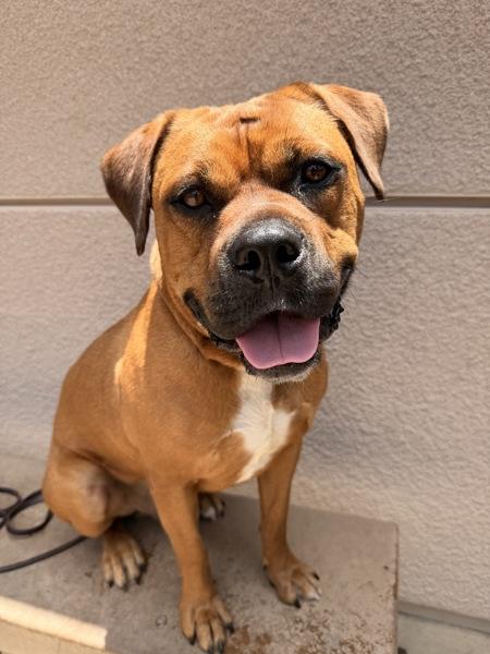 Marco, a Adoptable mixed breed in San Diego, CA image 1/2
