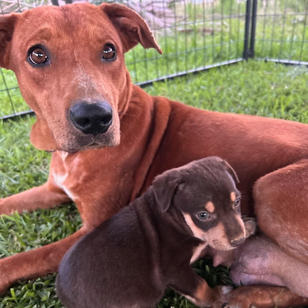 Enlarge Gypsy, a Adoptable Mixed Breed in Tupelo, MS image 2/3