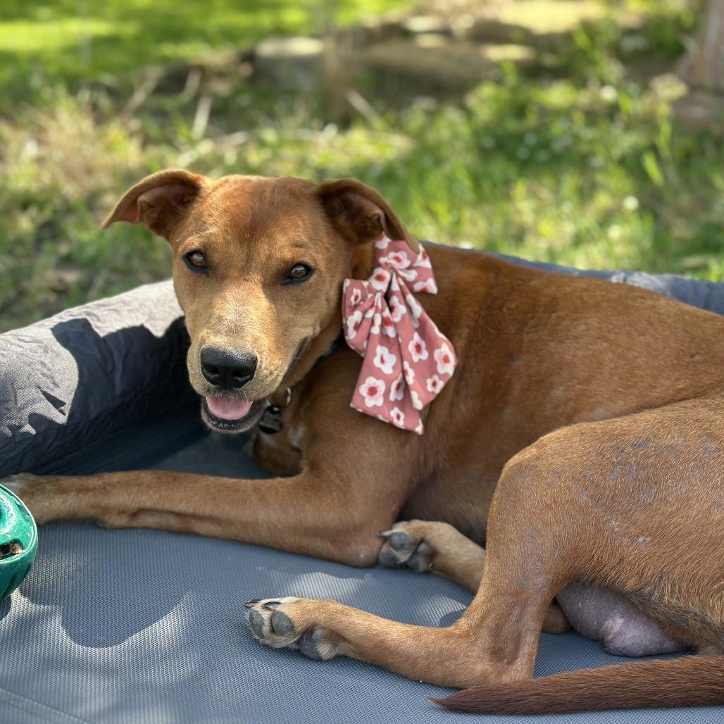 Enlarge Gypsy, a Adoptable Mixed Breed in Tupelo, MS image 3/3
