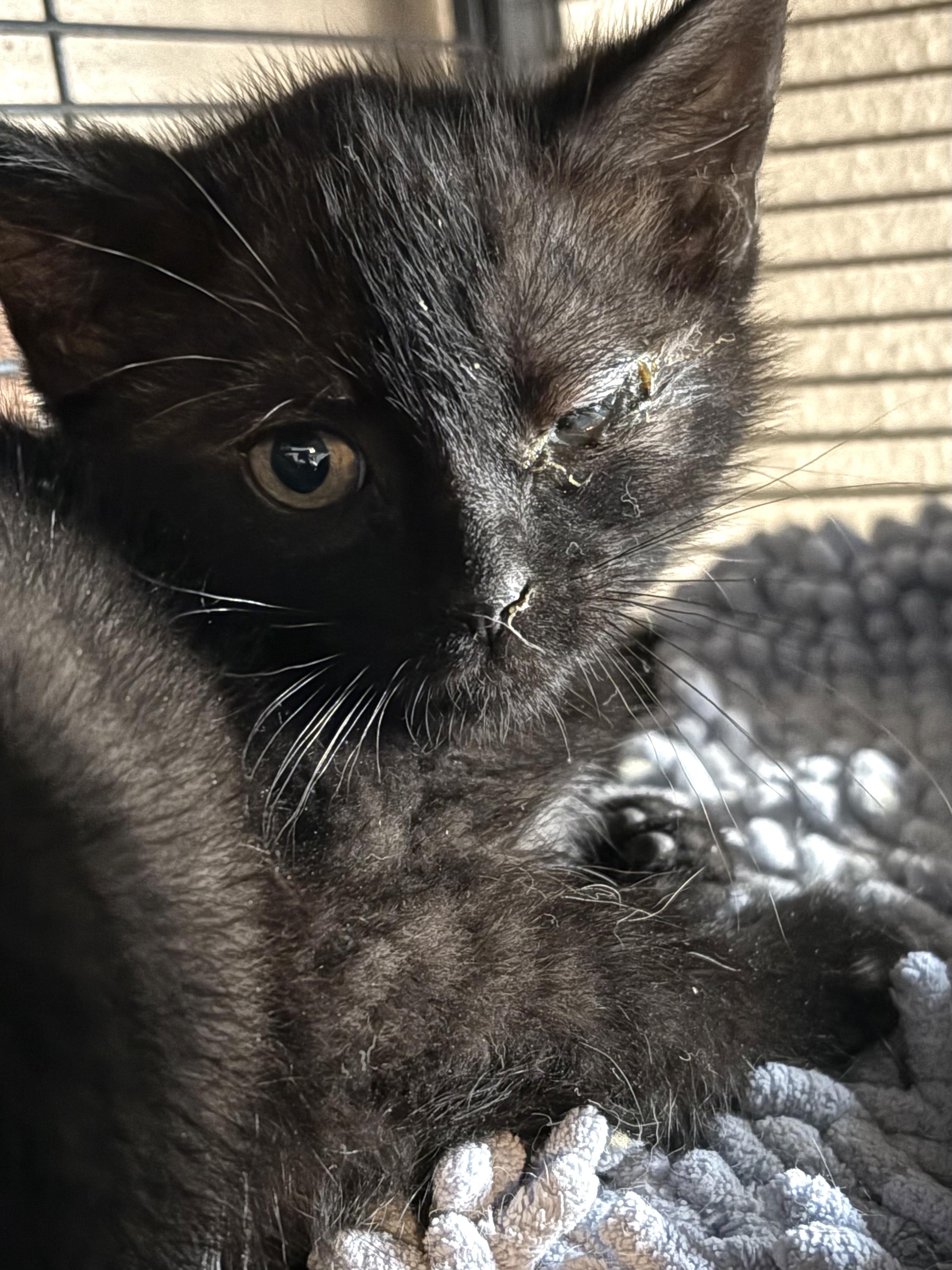 Enlarge Pete, a Adoptable Domestic Short Hair in Belvidere, IL image 2/2