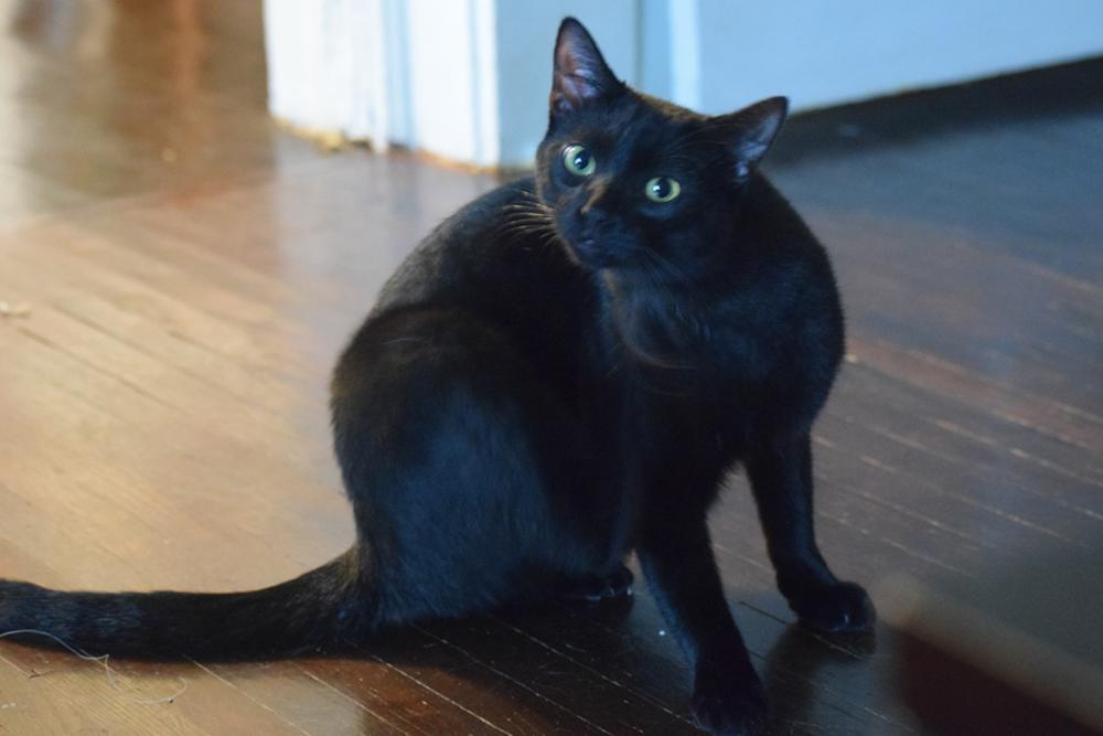 Enlarge Pete, a Adoptable Domestic Short Hair in Belvidere, IL image 1/2