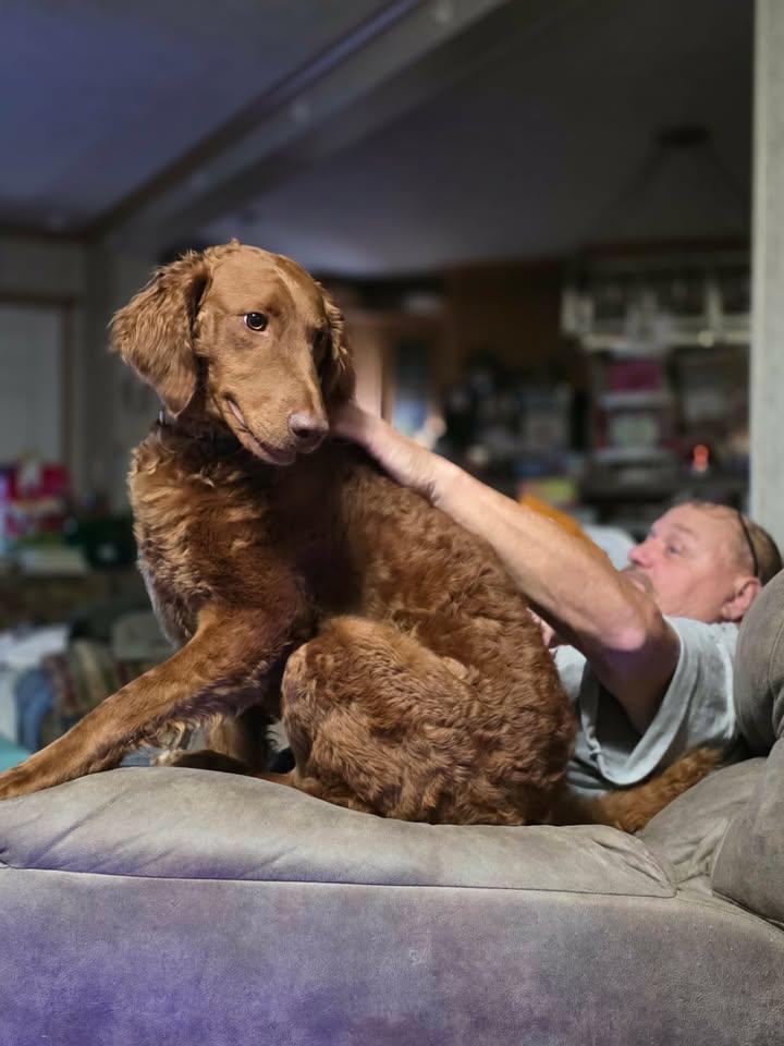 Willow, Adopted, Adult Female Labradoodle.