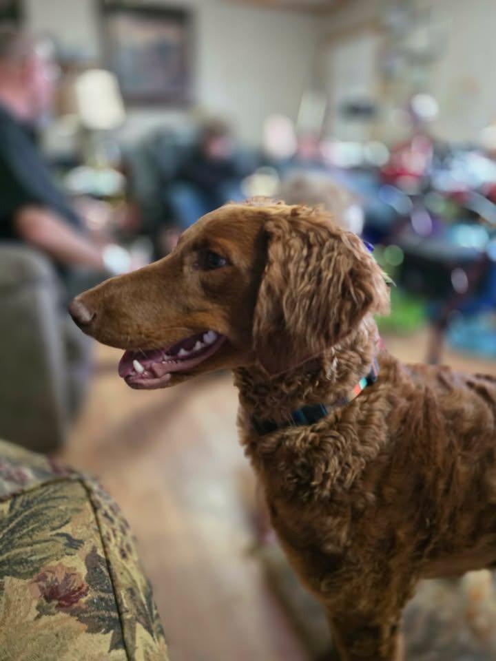 Enlarge Willow, a Adopted Labradoodle in candler, NC image 2/2