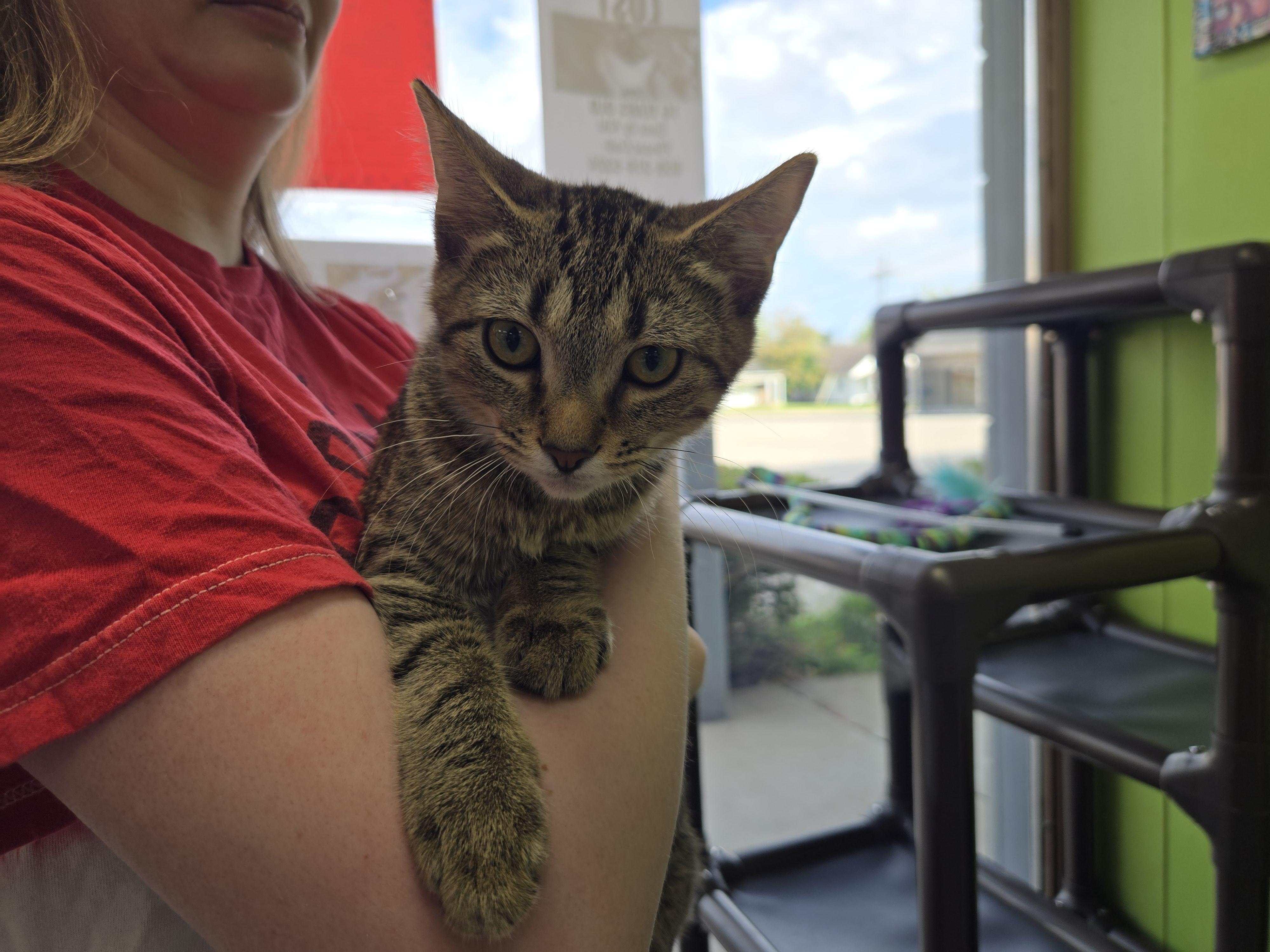Enlarge Bazooka, a Adopted Domestic Short Hair in Richmond, KY image 6/6