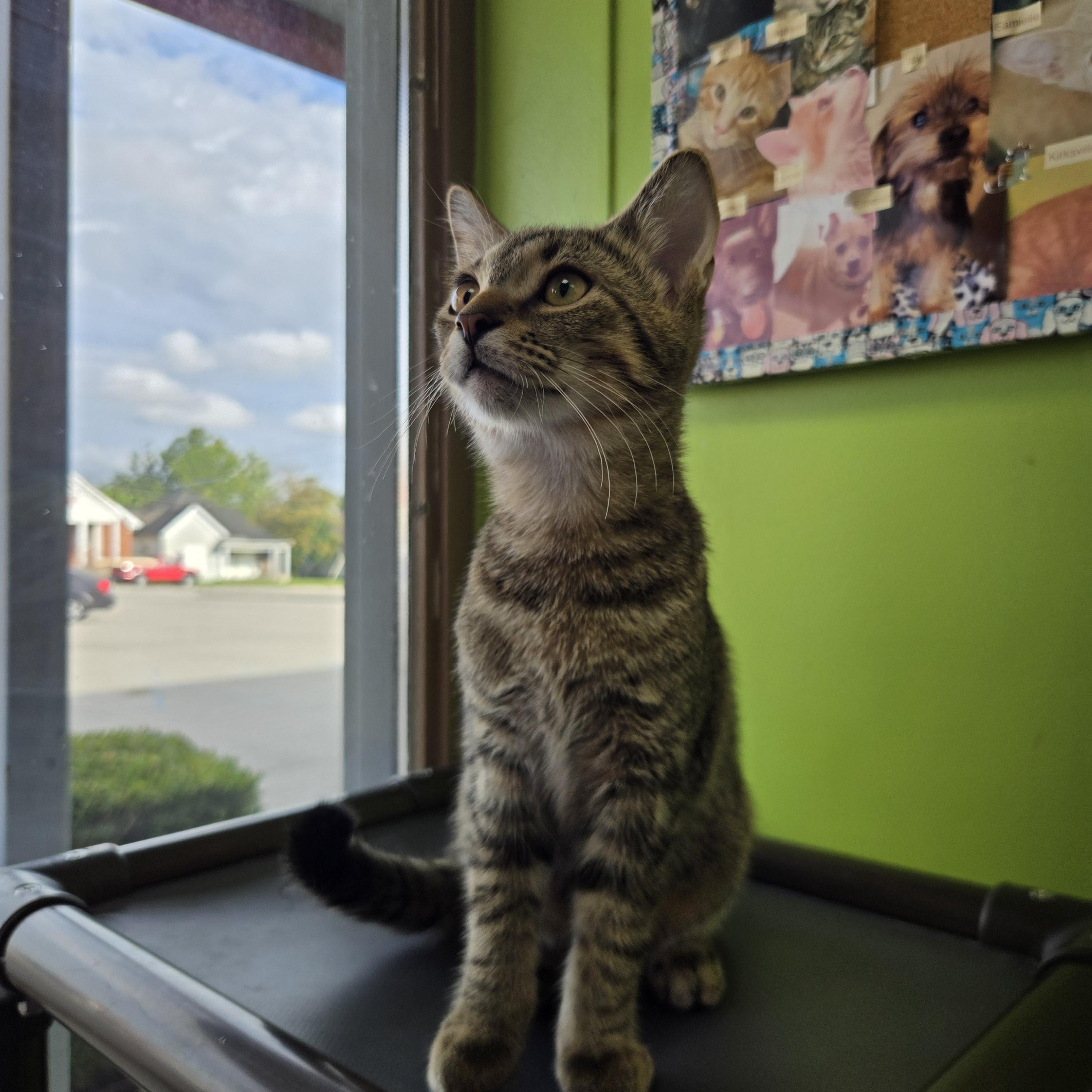Enlarge Bazooka, a Adopted Domestic Short Hair in Richmond, KY image 4/6