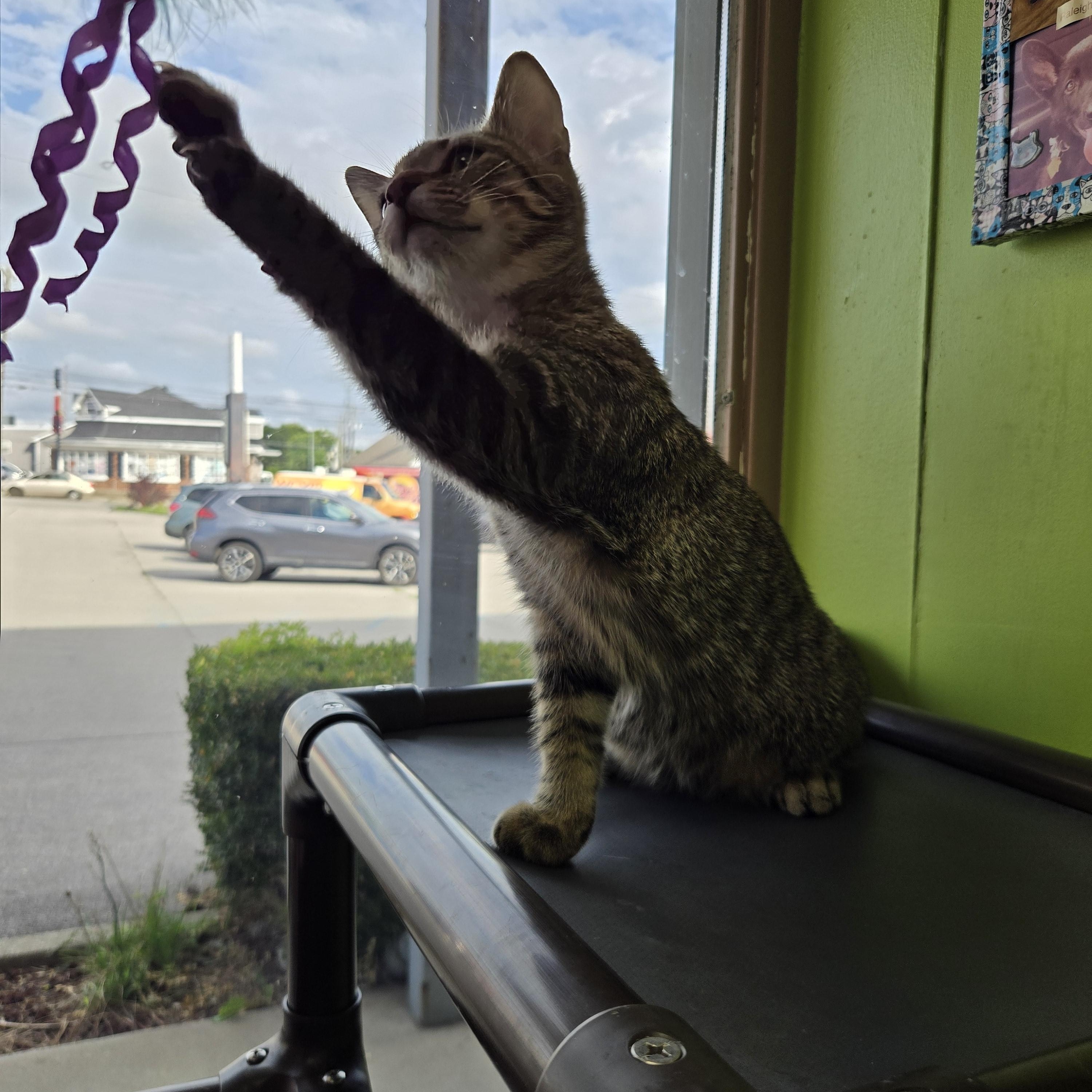 Enlarge Bazooka, a Adopted Domestic Short Hair in Richmond, KY image 5/6
