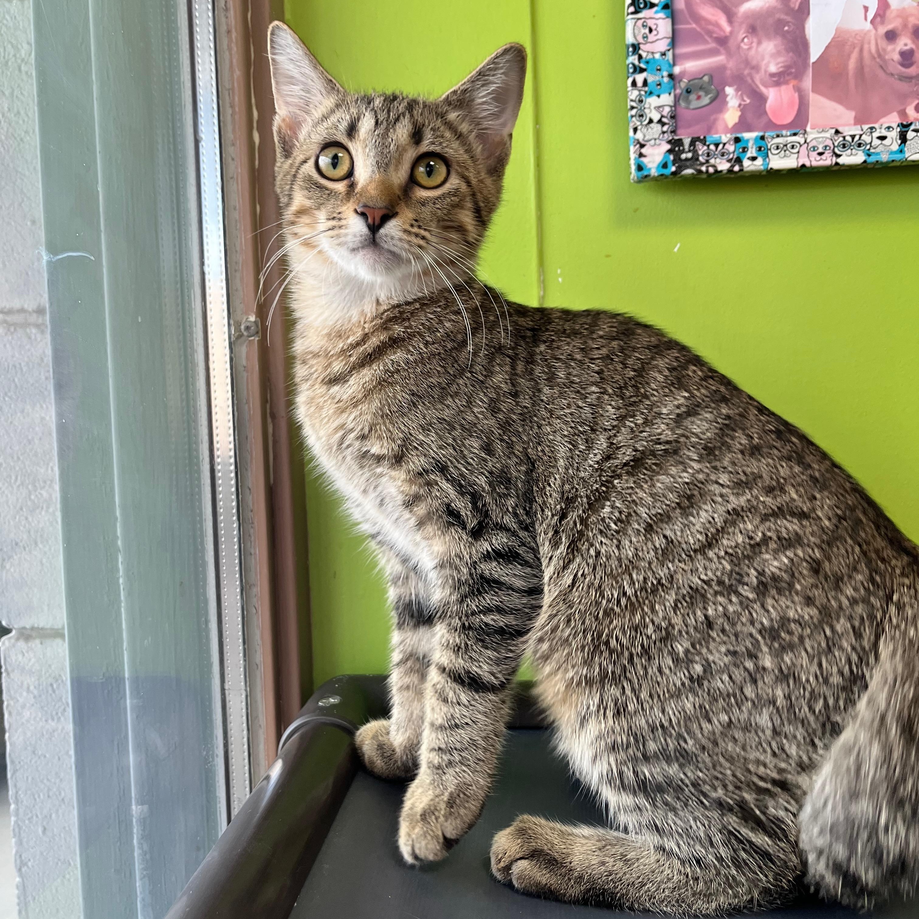 Bazooka, Adopted, Kitten Male Domestic Short Hair.