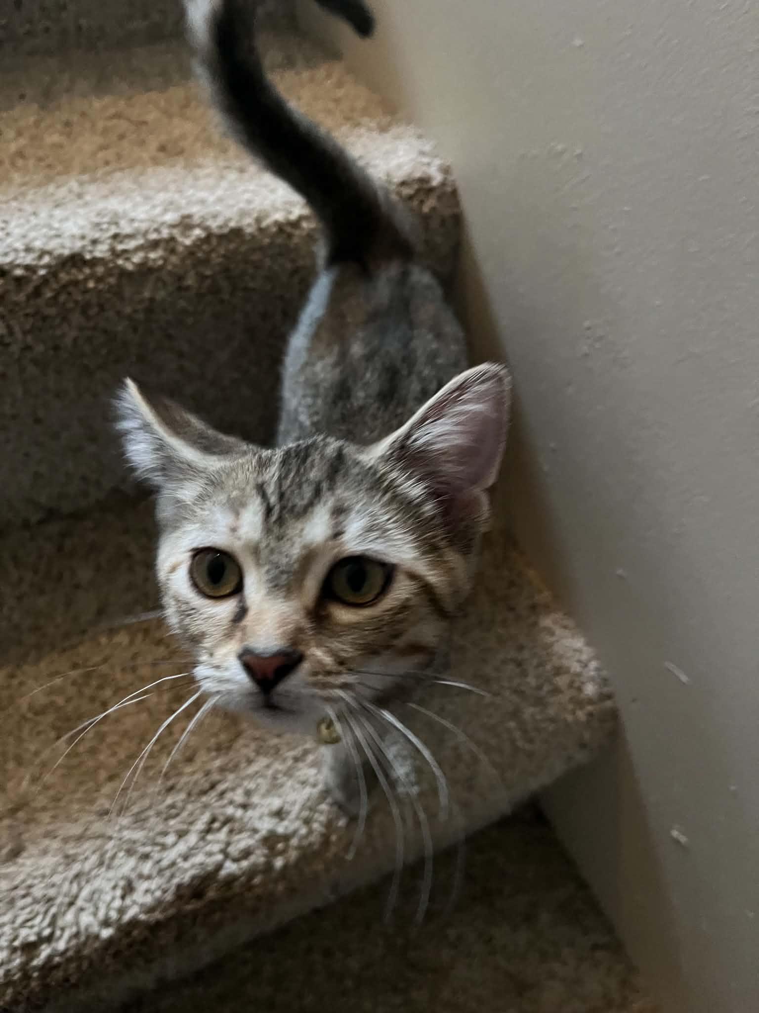 Enlarge Bazooka, a Adopted Domestic Short Hair in Richmond, KY image 2/6