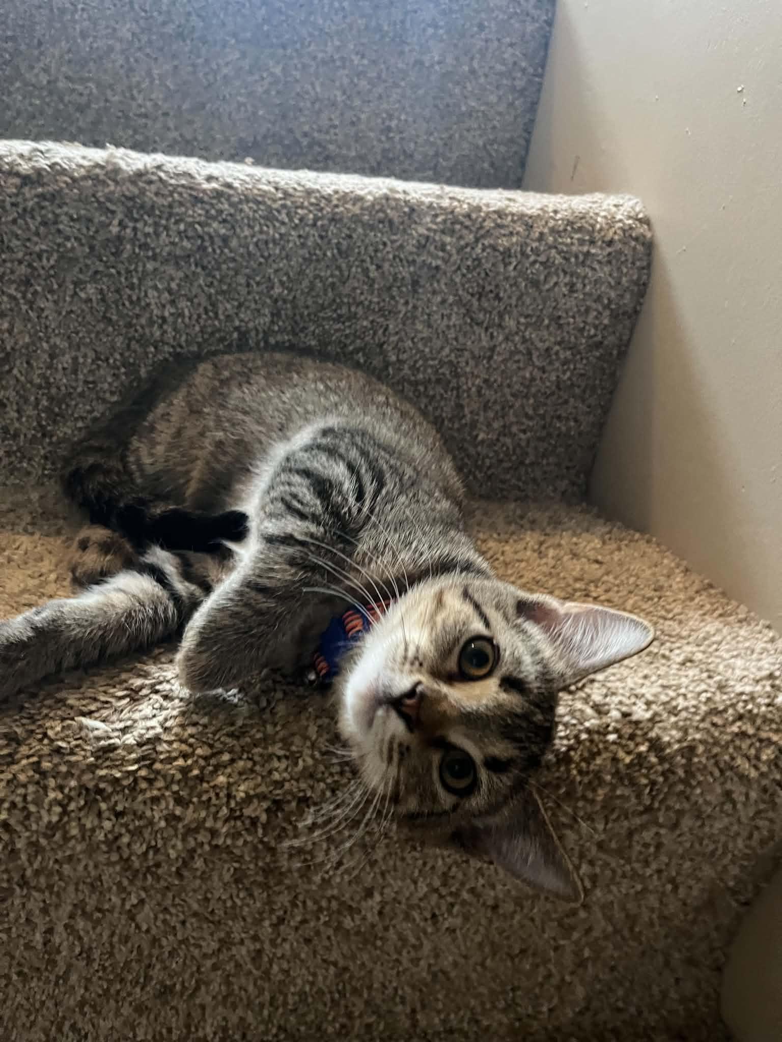 Enlarge Bazooka, a Adopted Domestic Short Hair in Richmond, KY image 3/6