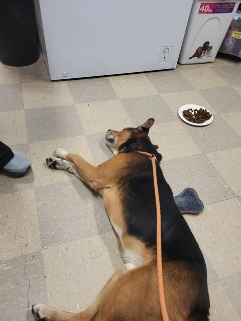 SAINT NICK, Adoptable, Adult Male German Shepherd Dog.