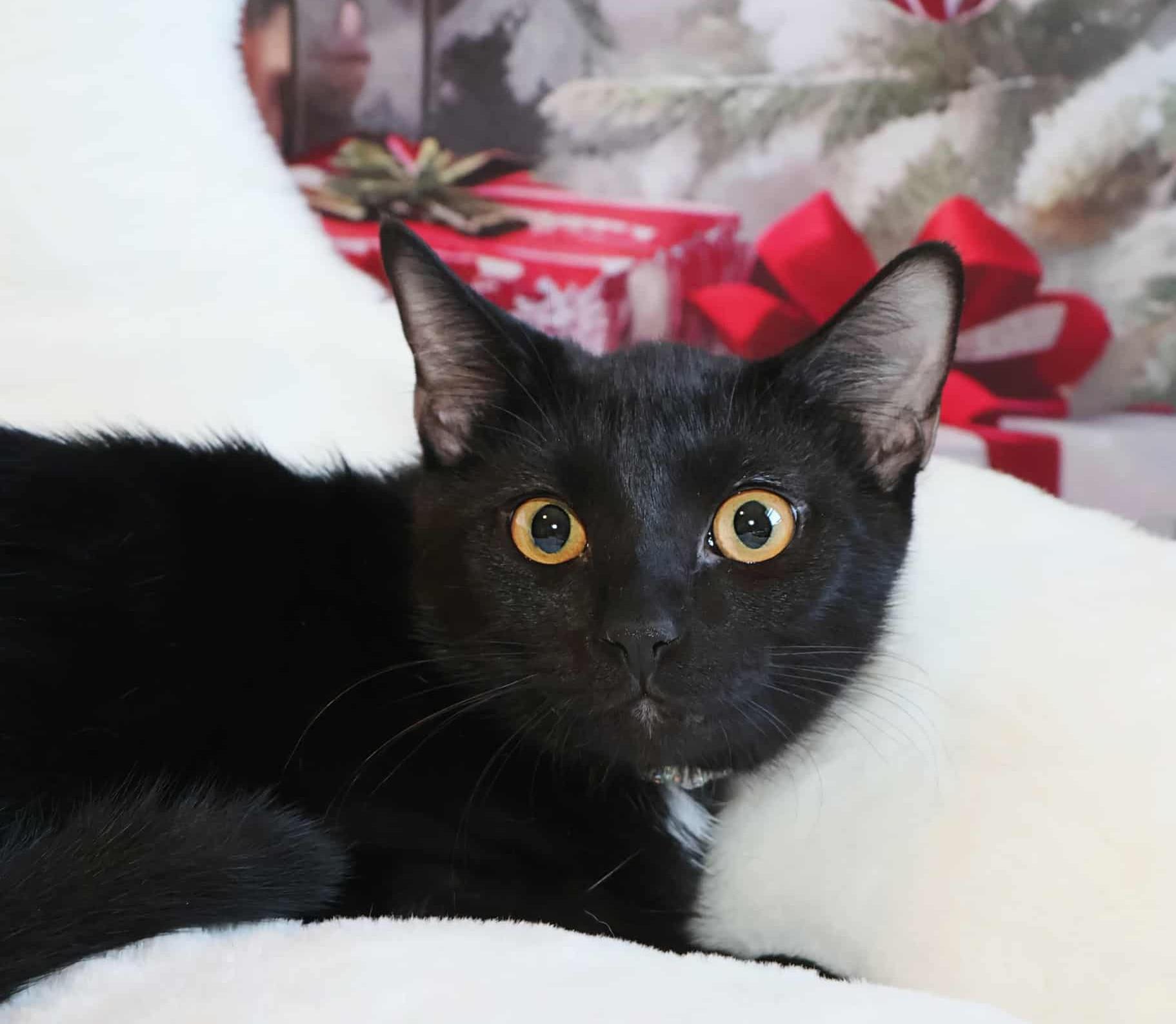 Enlarge Wakko, a Adoptable Domestic Short Hair in Overland Park, KS image 3/4