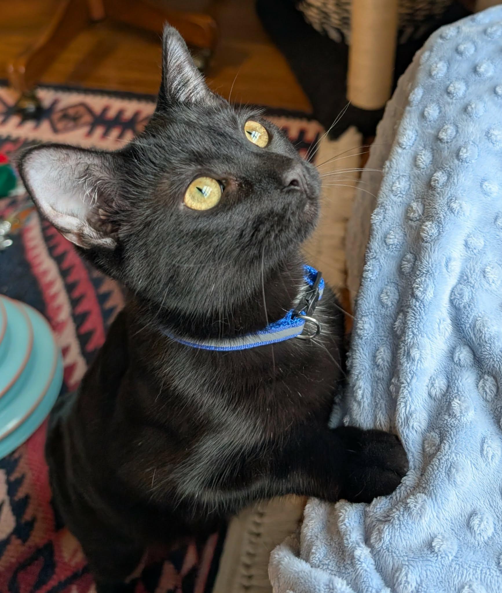 Enlarge Wakko, a Adoptable Domestic Short Hair in Overland Park, KS image 2/5