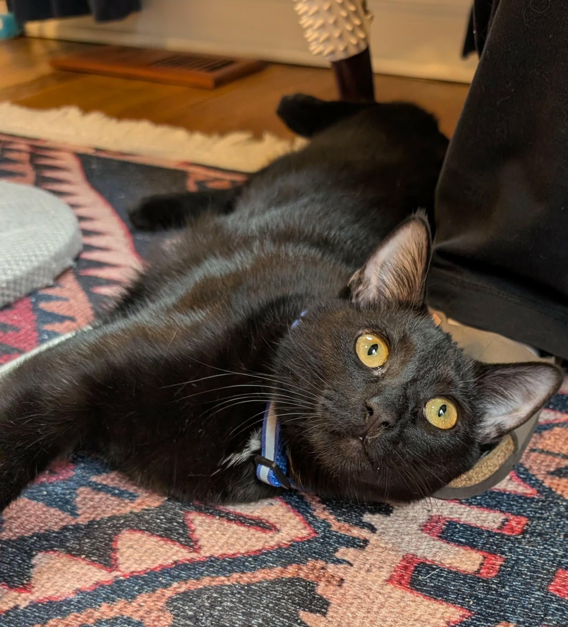 Wakko, Adoptable, Young Female Domestic Short Hair.