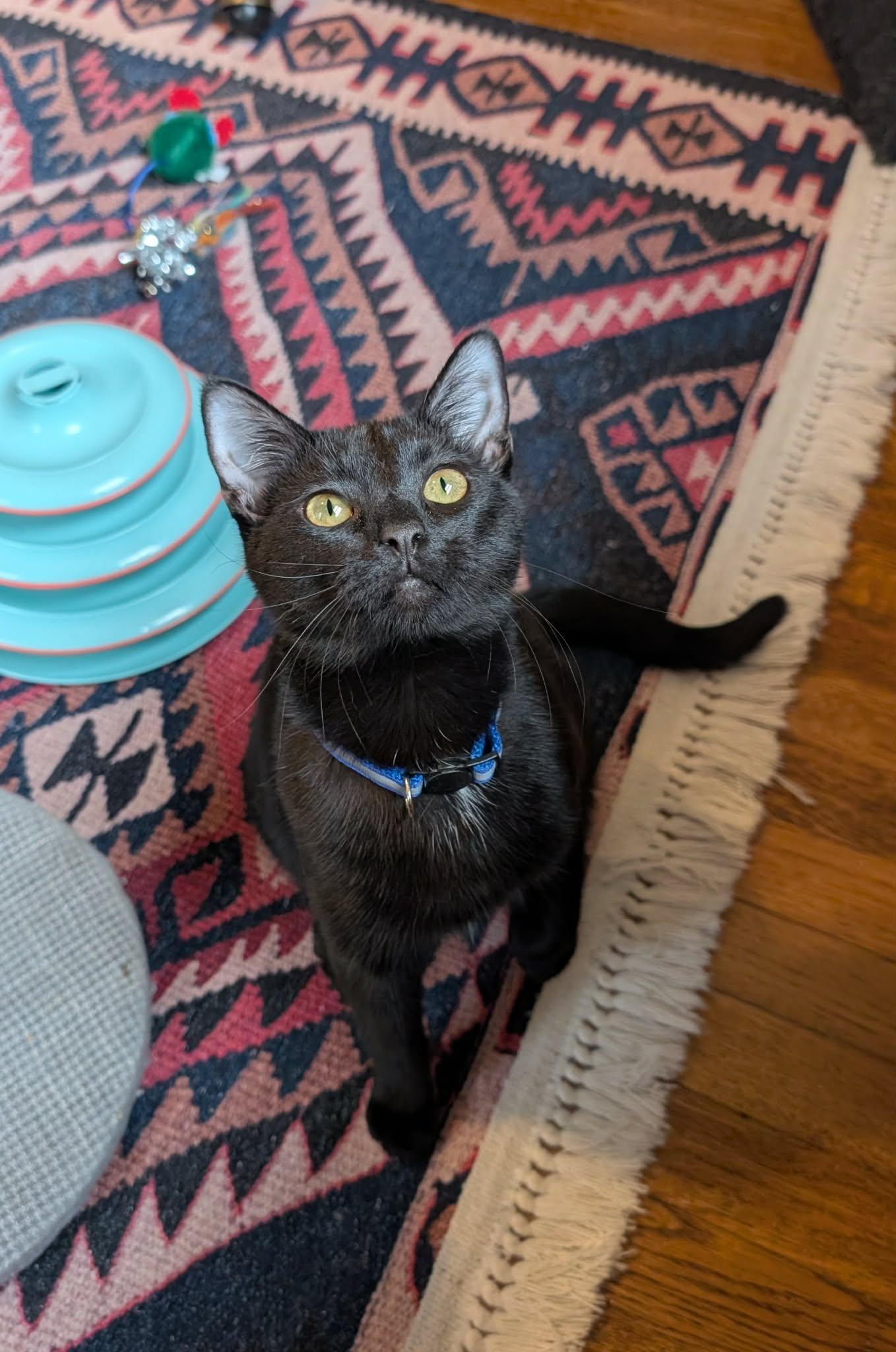 Enlarge Wakko, a Adoptable Domestic Short Hair in Overland Park, KS image 4/5