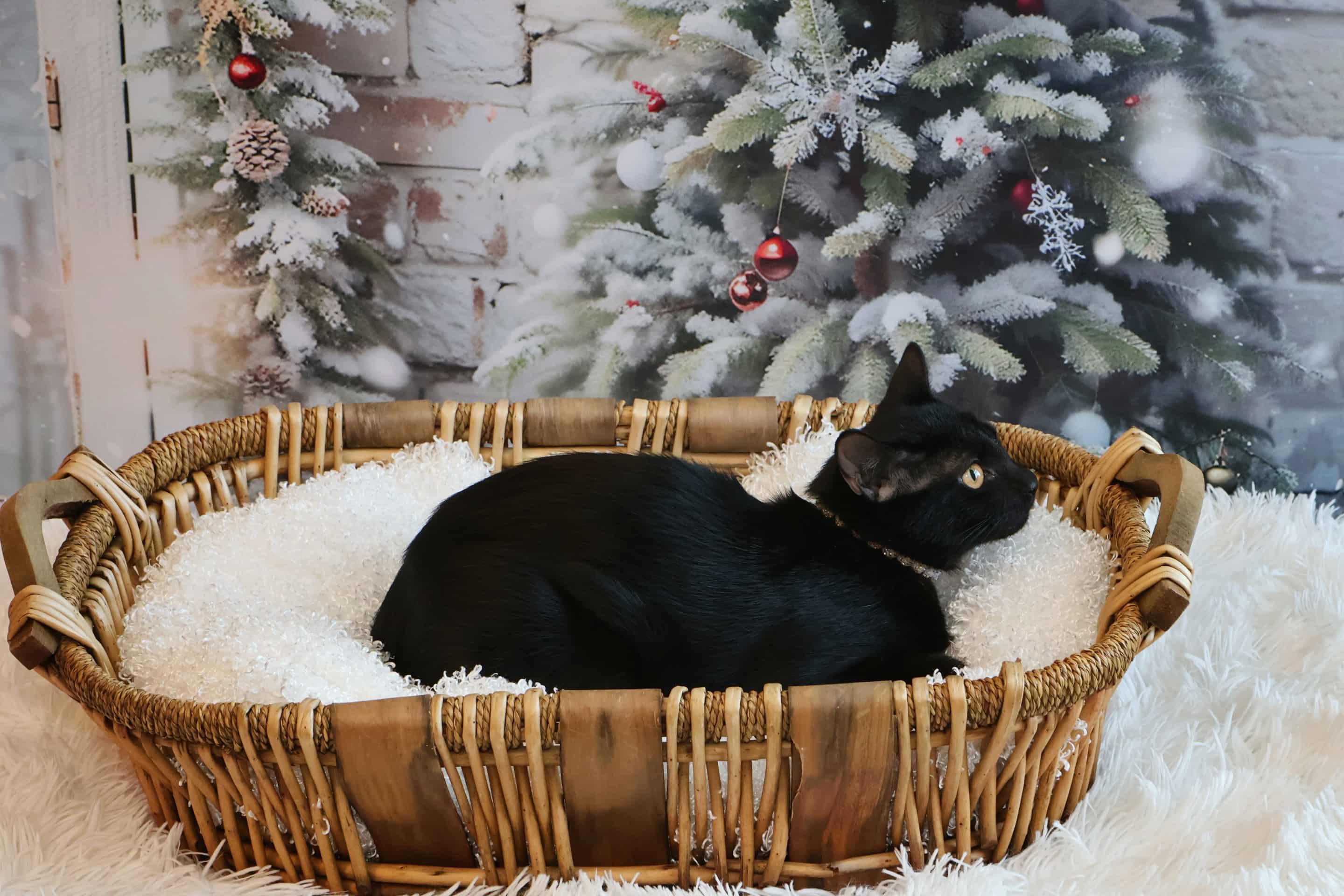 Enlarge Wakko, a Adoptable Domestic Short Hair in Overland Park, KS image 4/4