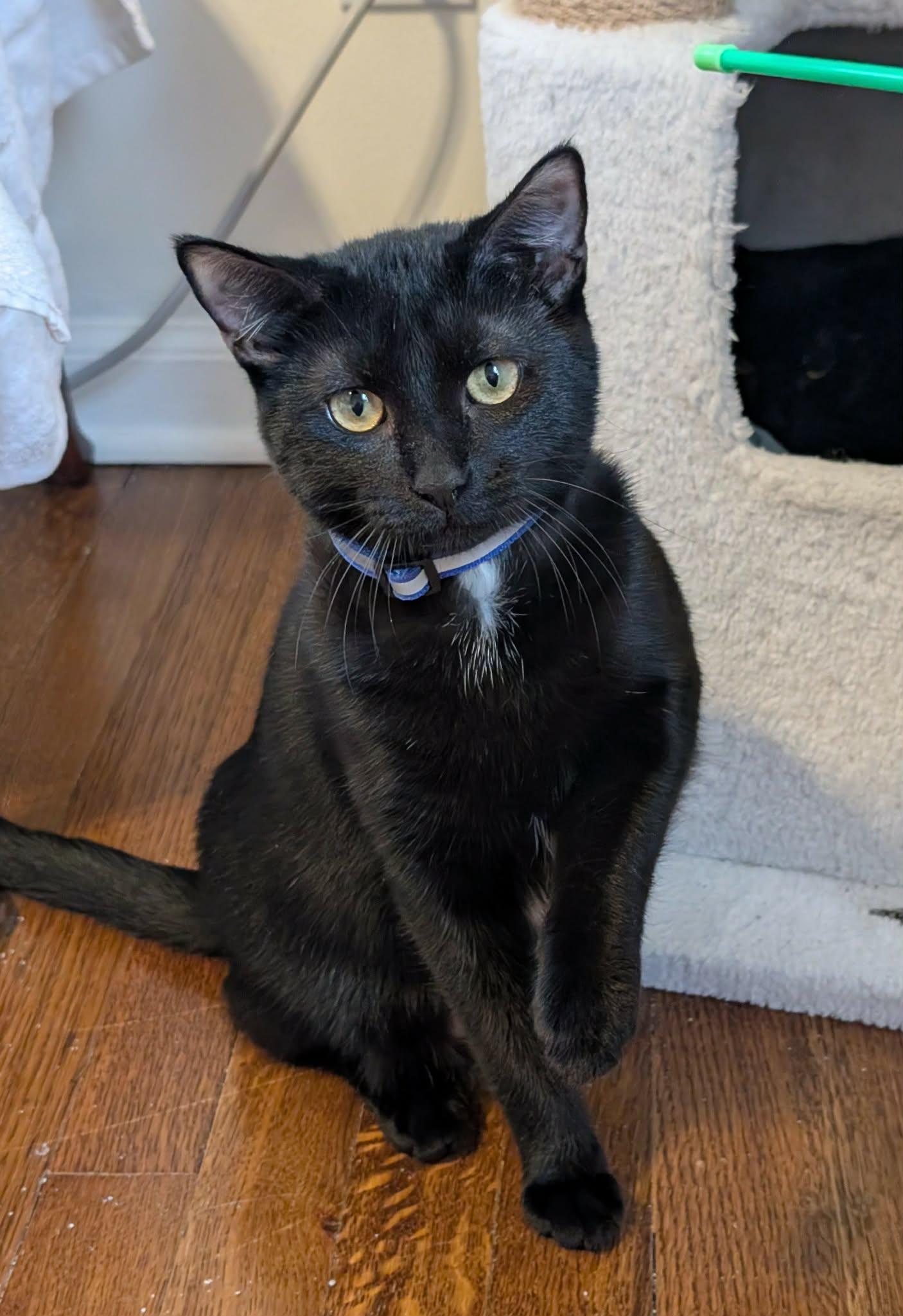 Enlarge Wakko, a Adoptable Domestic Short Hair in Overland Park, KS image 5/5