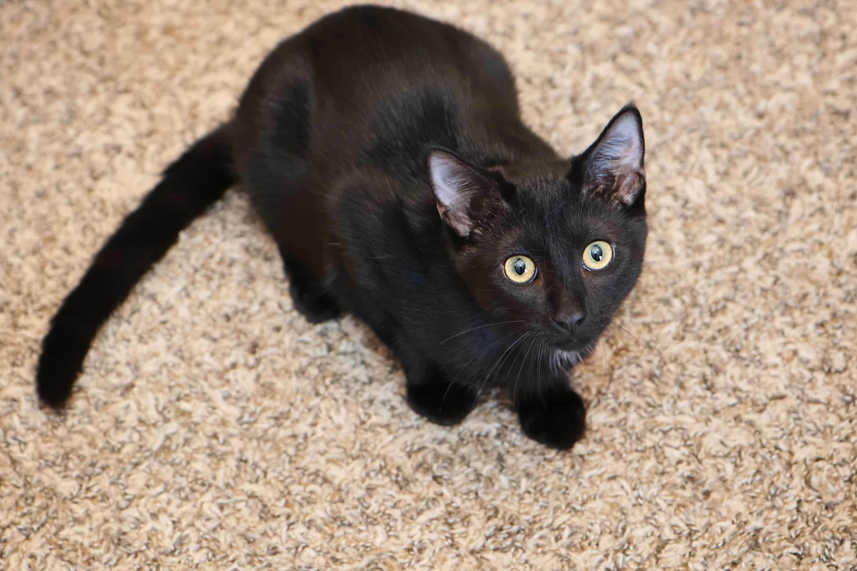 Wakko, Adoptable, Young Female Domestic Short Hair.