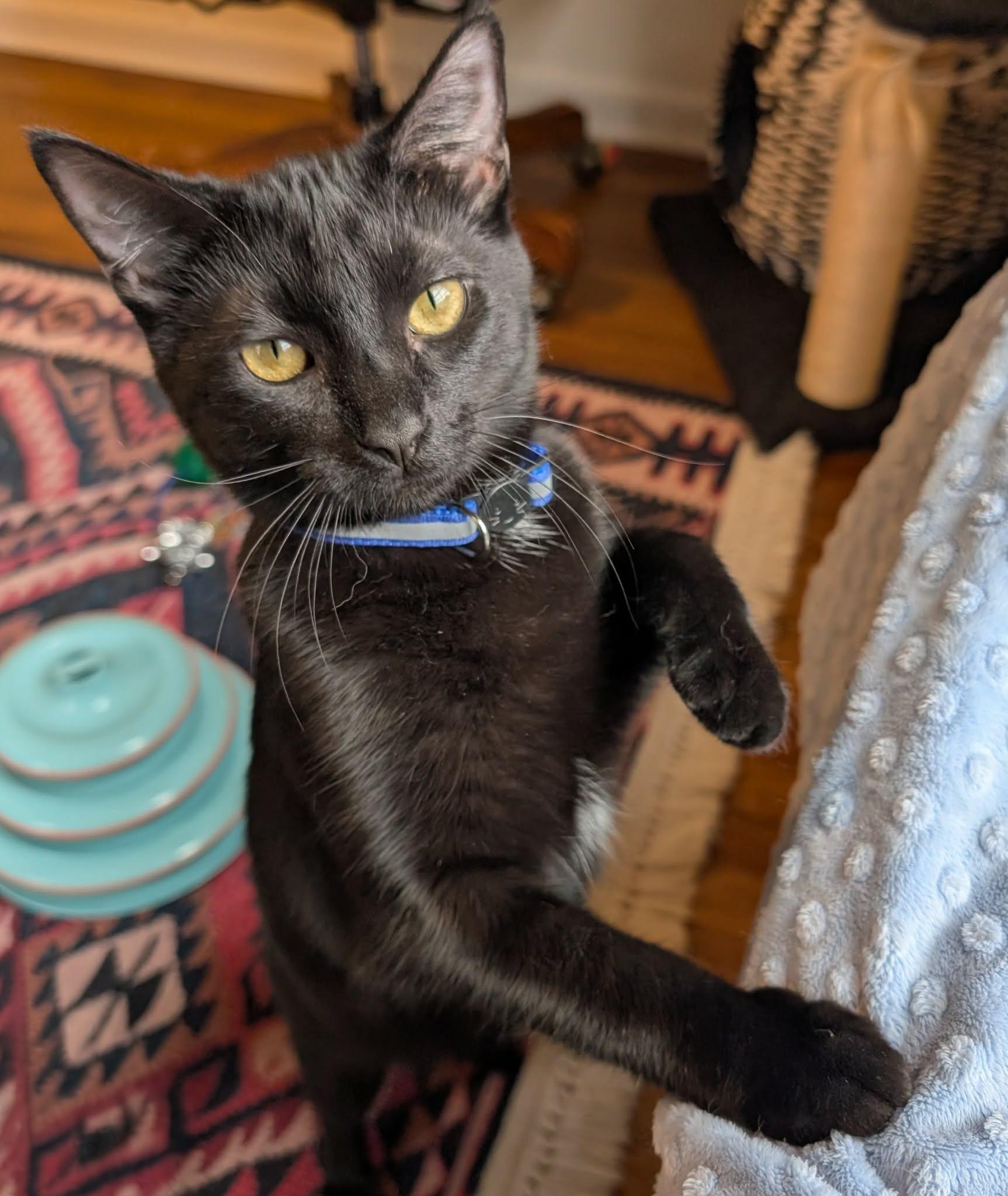 Enlarge Wakko, a Adoptable Domestic Short Hair in Overland Park, KS image 3/5