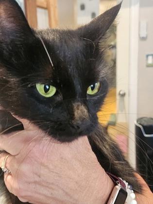Enlarge Indigo, a Adoptable Domestic Medium Hair in Waterdown, ON image 1/1