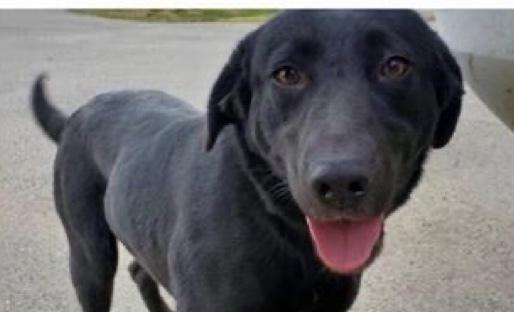 Enlarge Cierra, a Adopted mixed breed in Palatine, IL image 1/1