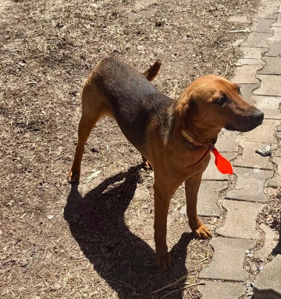 Harriet aka Harry, Adoptable, Young Female Foxhound.