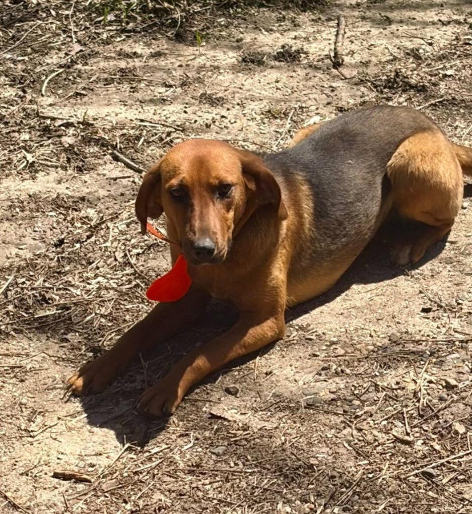 Harriet aka Harry, a Adoptable Foxhound in Buffalo, MN image 2/3