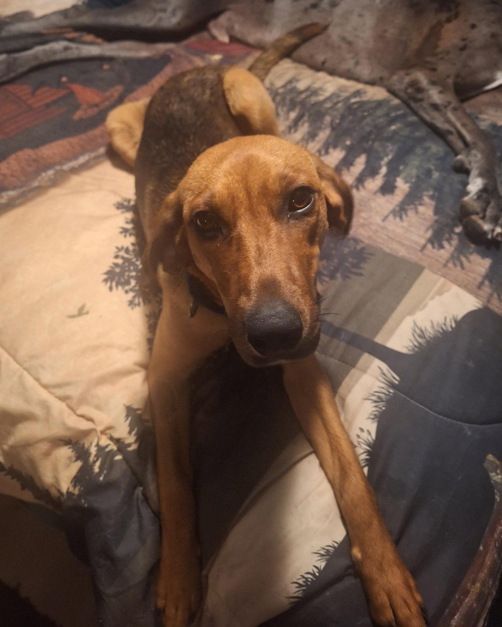 Harriet aka Harry, a Adoptable Foxhound in Buffalo, MN image 3/3