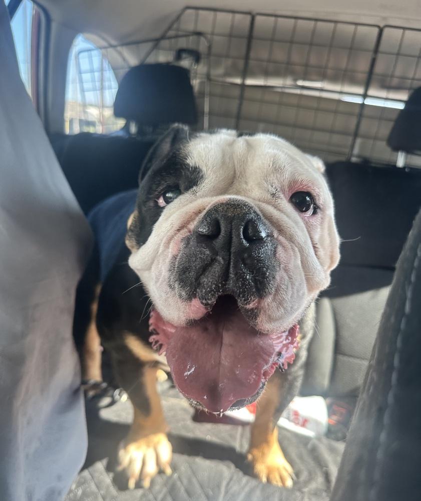 Enlarge Bruce, a Adoptable English Bulldog in ventura, CA image 2/2